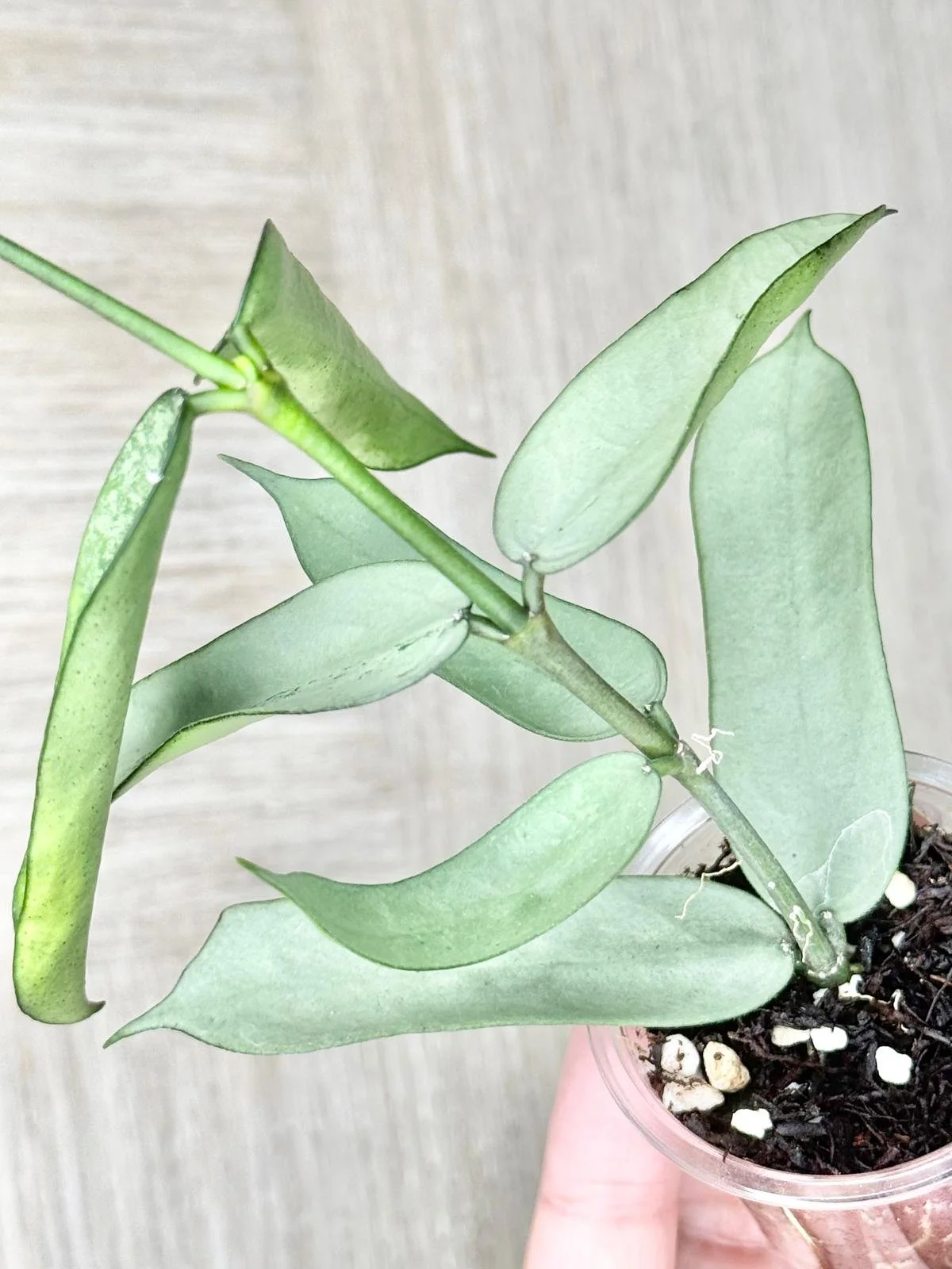 WhatsApp Image 2025-12-05 at 9.31.43 PM.jpeg