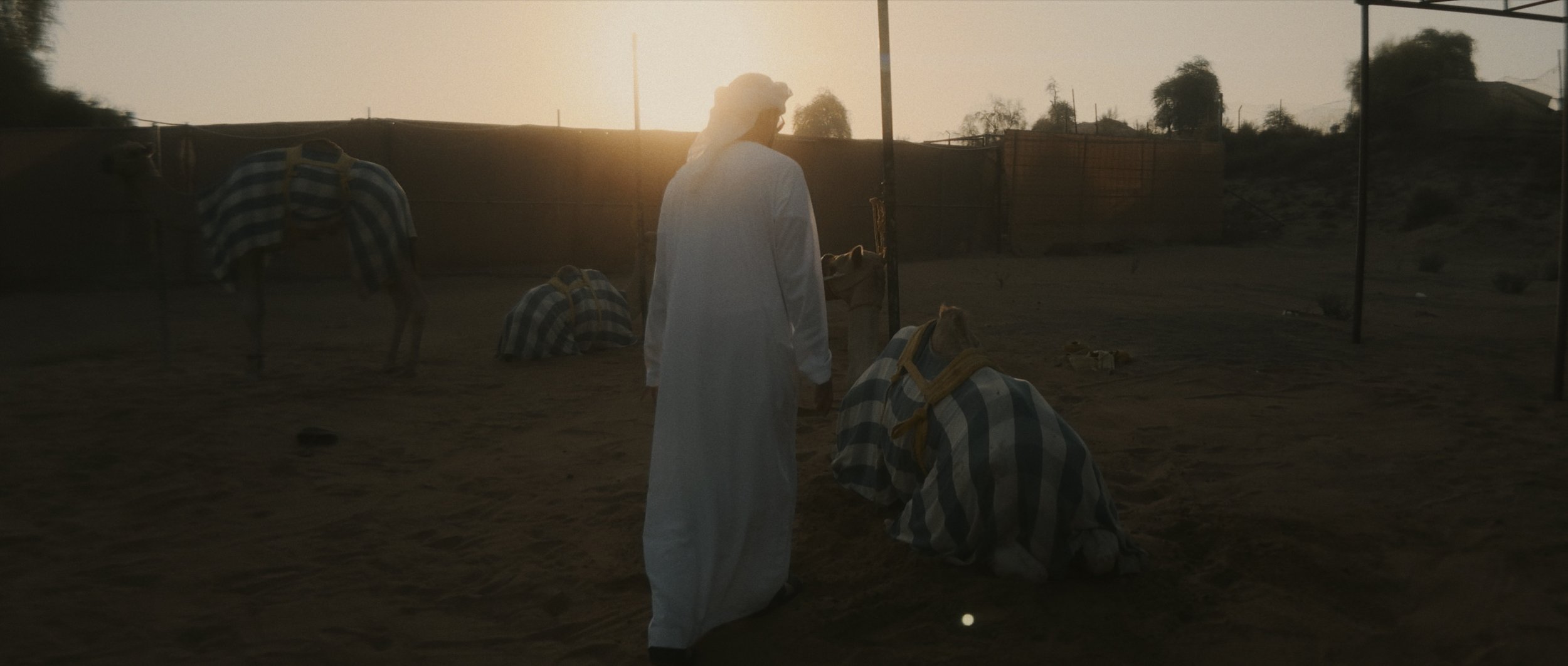 Bonding with his camels at sunrise