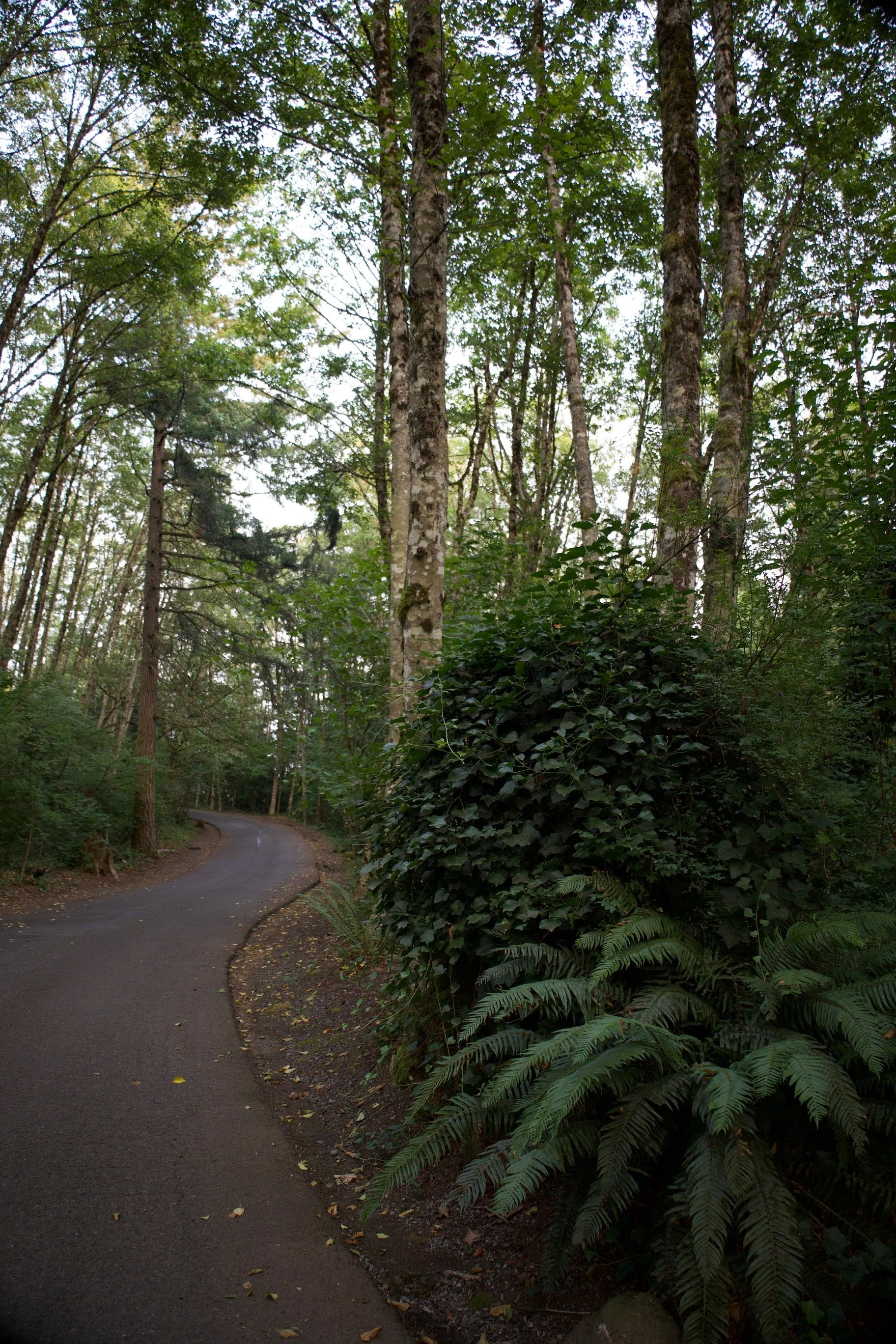 Winding road surrounded by trees and ferns in a Pacific Northwest forest.