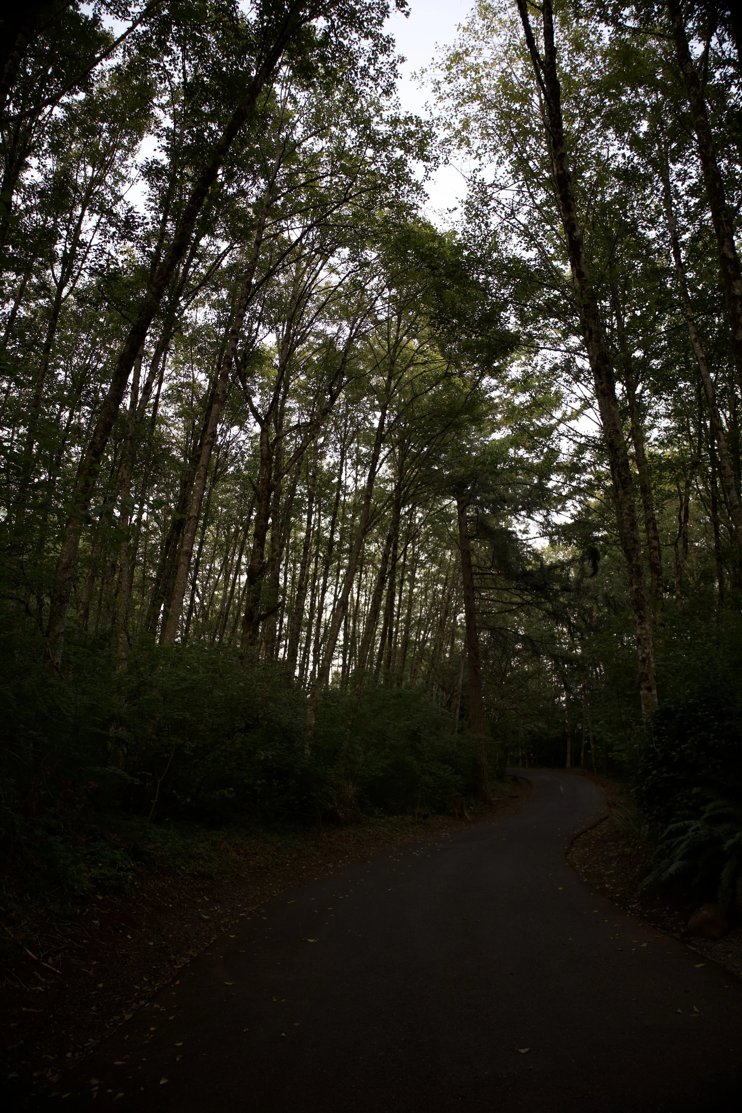 Wooded road through a dense Pacific Northwest forest.