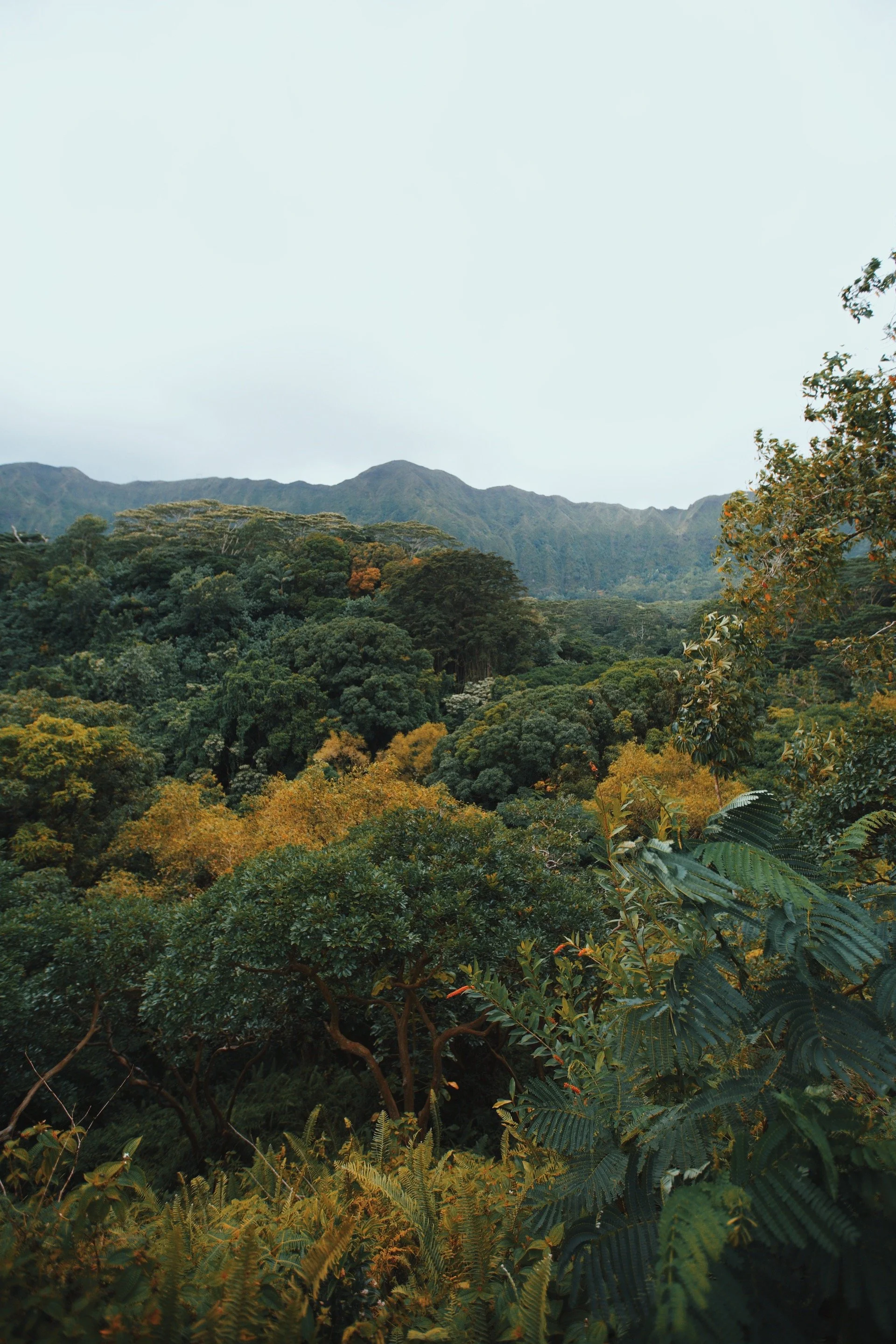 Lush tropical mountain landscape in Hawaii showing the natural setting and vegetation surrounding the Kona House project.