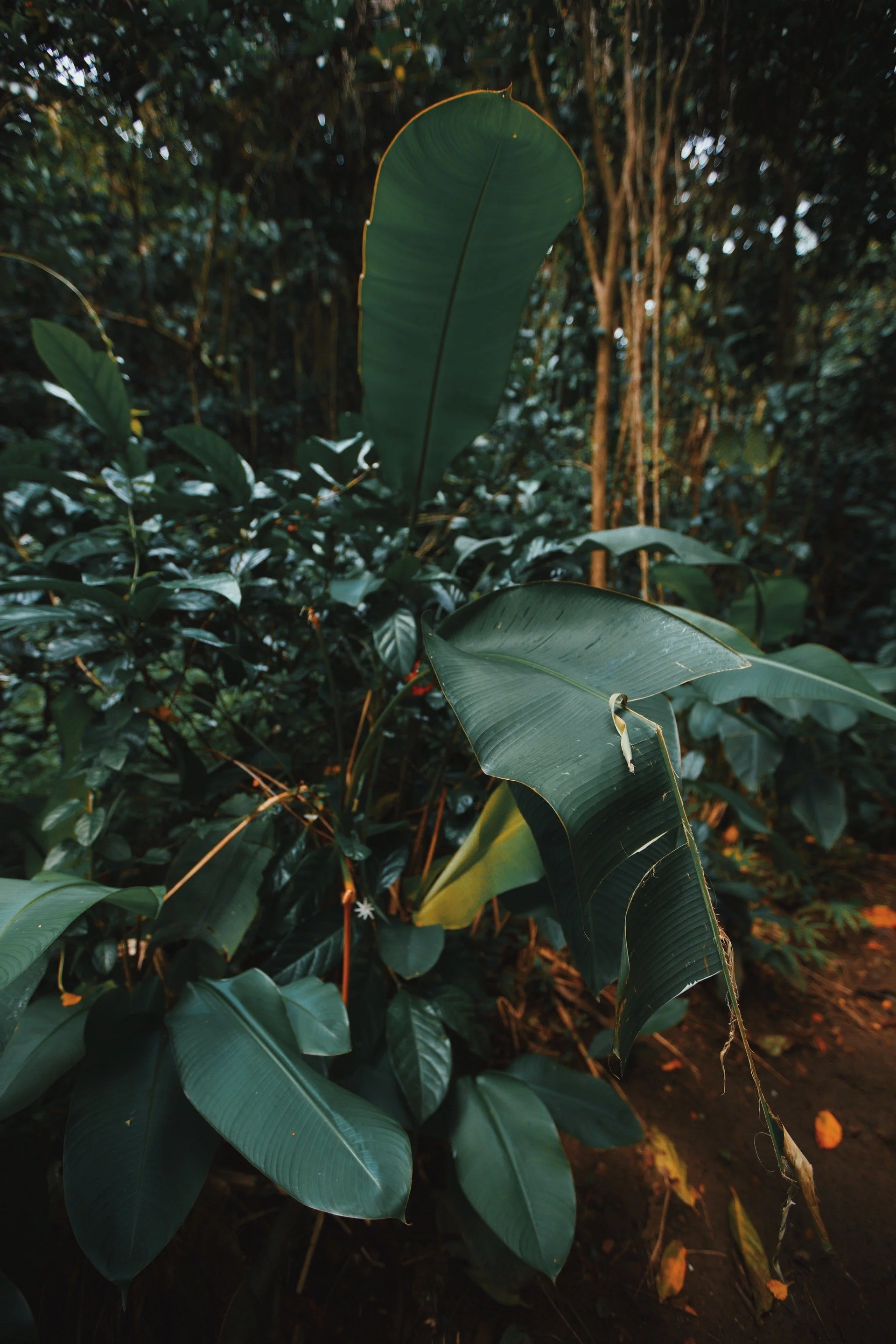 Dense tropical vegetation and broad-leaf plants in Hawaii documenting the natural landscape surrounding the Kona House site.