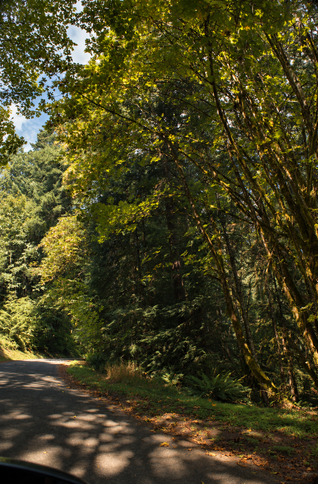 Pacific Northwest forest setting surrounding a residential addition by Anthropos Design Studio in Washington.