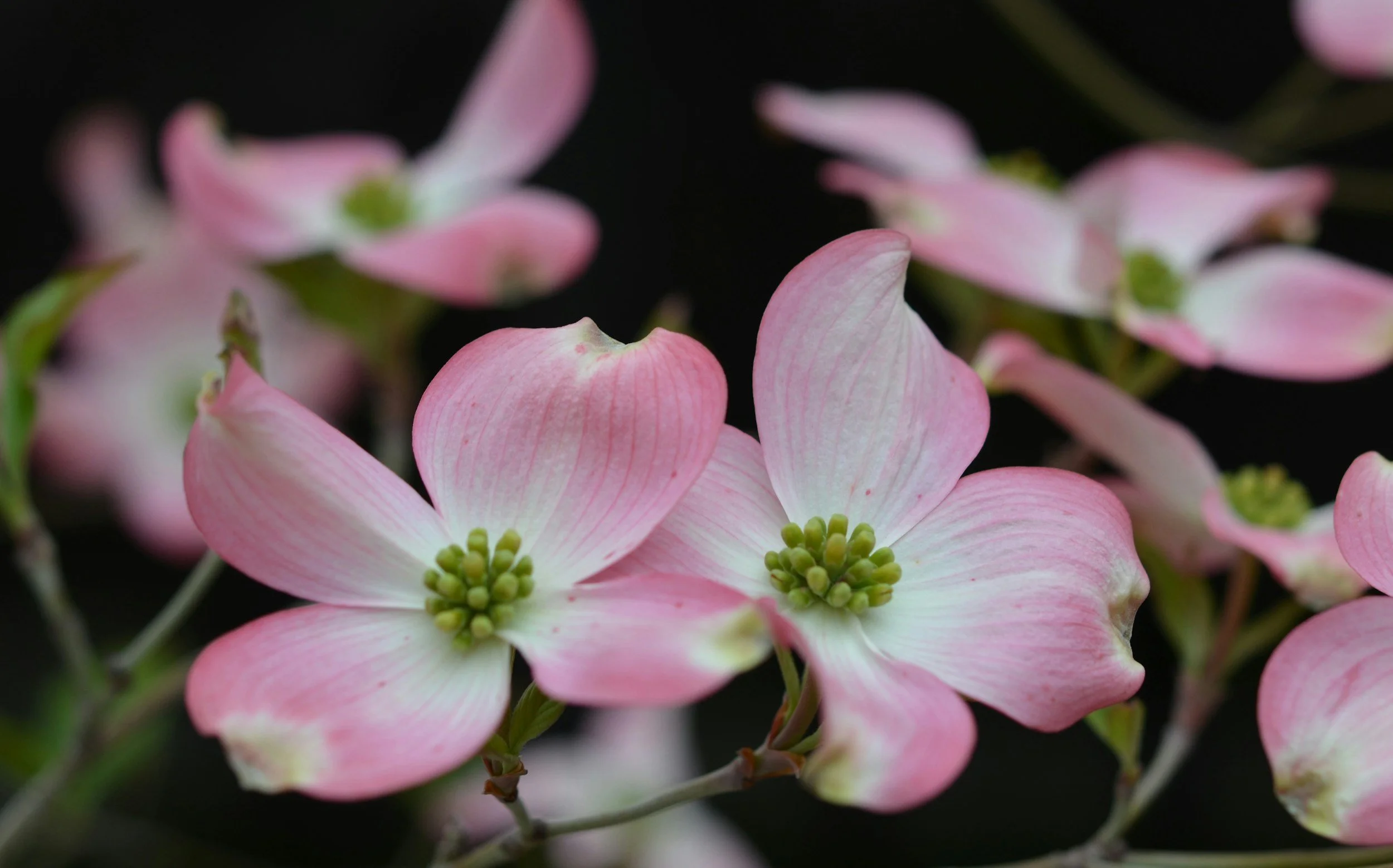 Dogwood Season Is Knoxville’s Way of Welcoming Spring