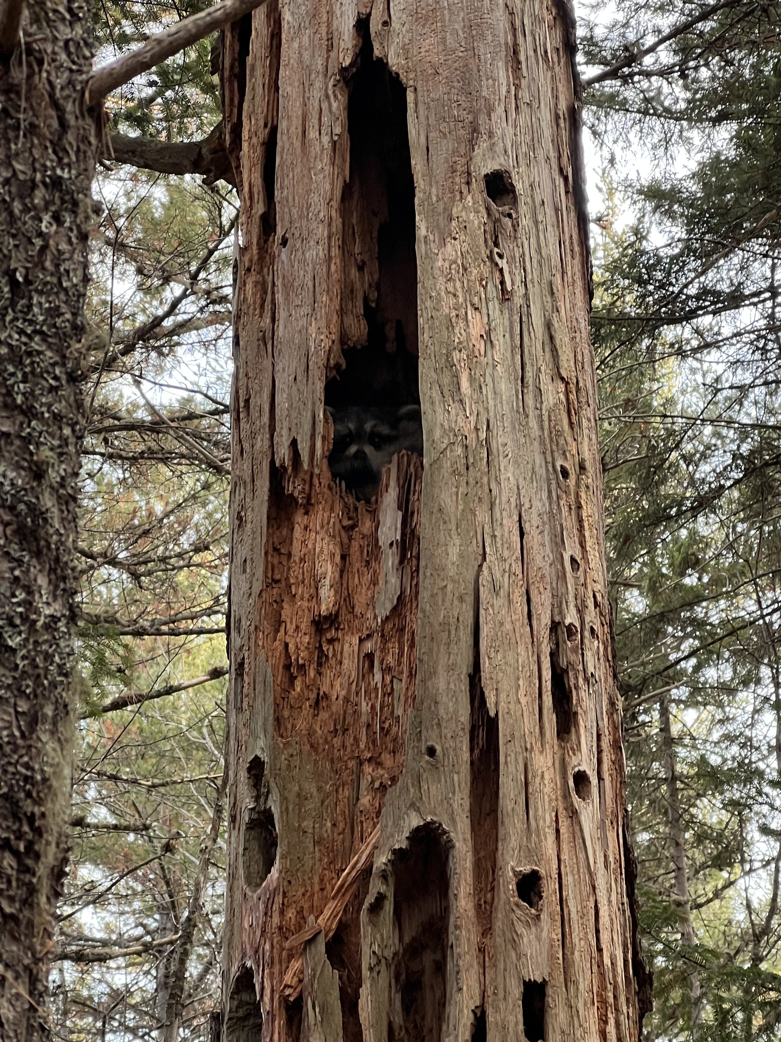 Gaetane LeClair Thebeau