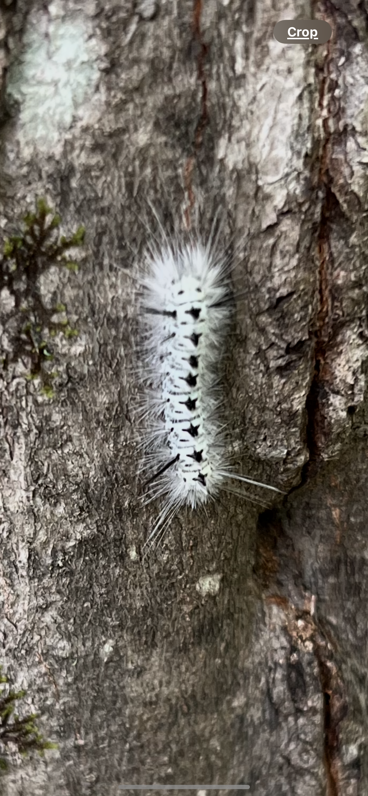 Hickory Tussock Moth 
(can irritate skin if in direct contact)