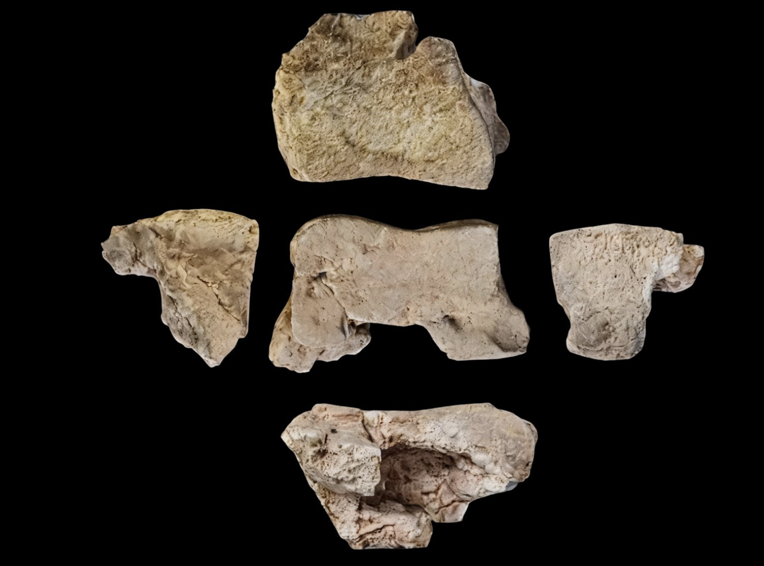 Rare Elephant Bone Discovered in Spain Confirms War Elephants in the Punic Wars!