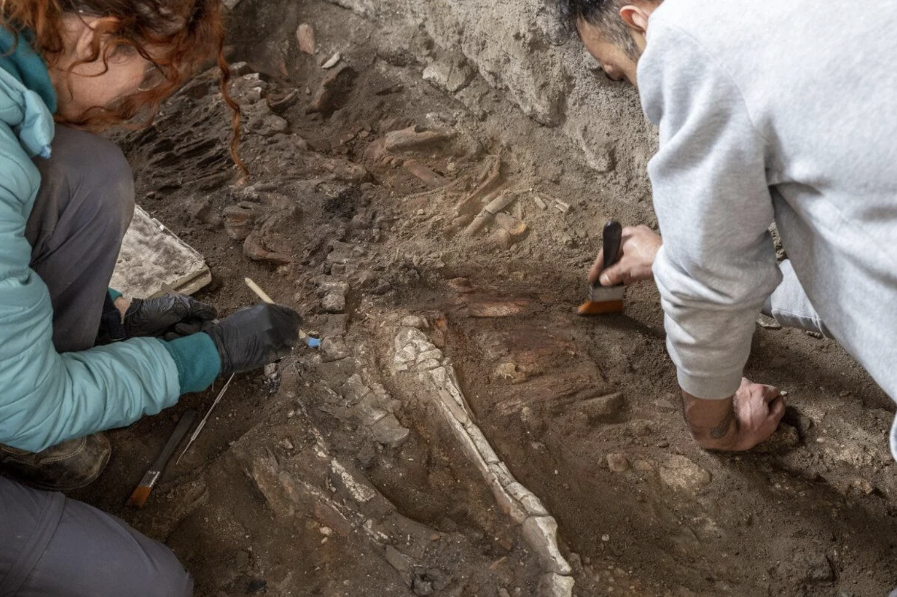 Pompeii Bakery Discovery: Two Ancient Working Animals Reveal Life Before Vesuvius Eruption!