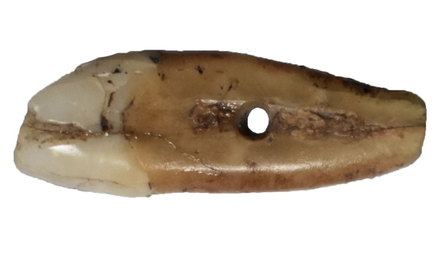 6,500-Year-Old Human Tooth Pendant Discovered in Neolithic Serbia!