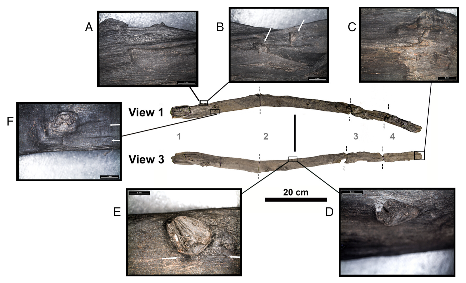 430,000-Year-Old Wooden Tools Discovered in Greece!
