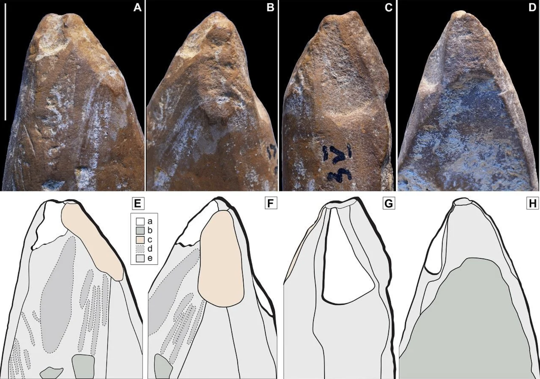 Neanderthal Ochre crayons