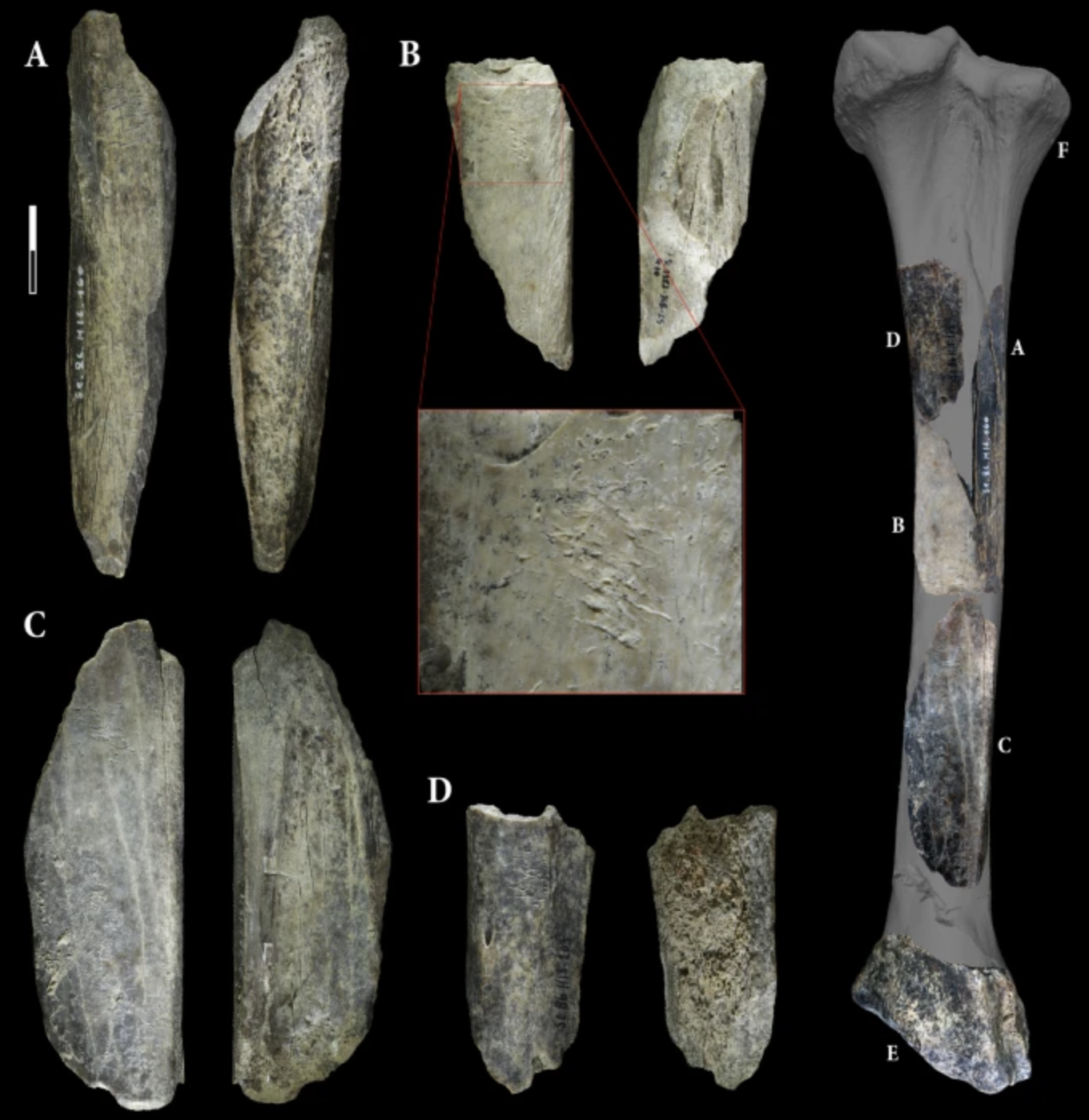 Neanderthals used cave lion bones as tools 130,000 years ago