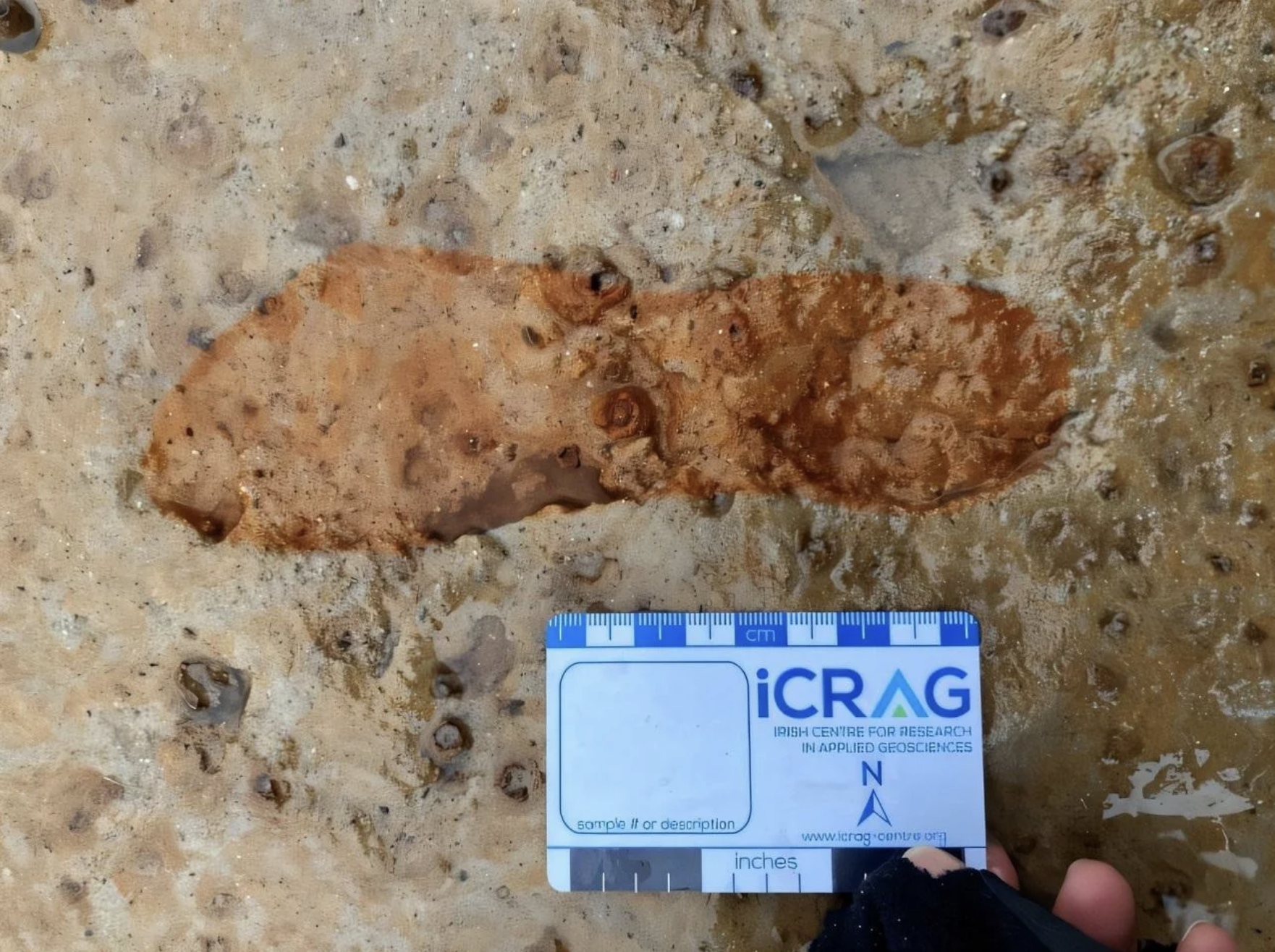 Ancient Footbprints found at Lunan Bay, Scotland