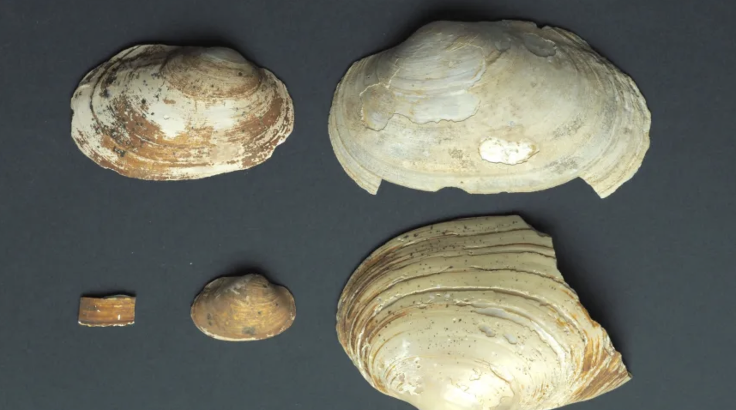 Ancient Egyptian Shells Unearthed at Saqqara Reveal Hidden Rituals ...