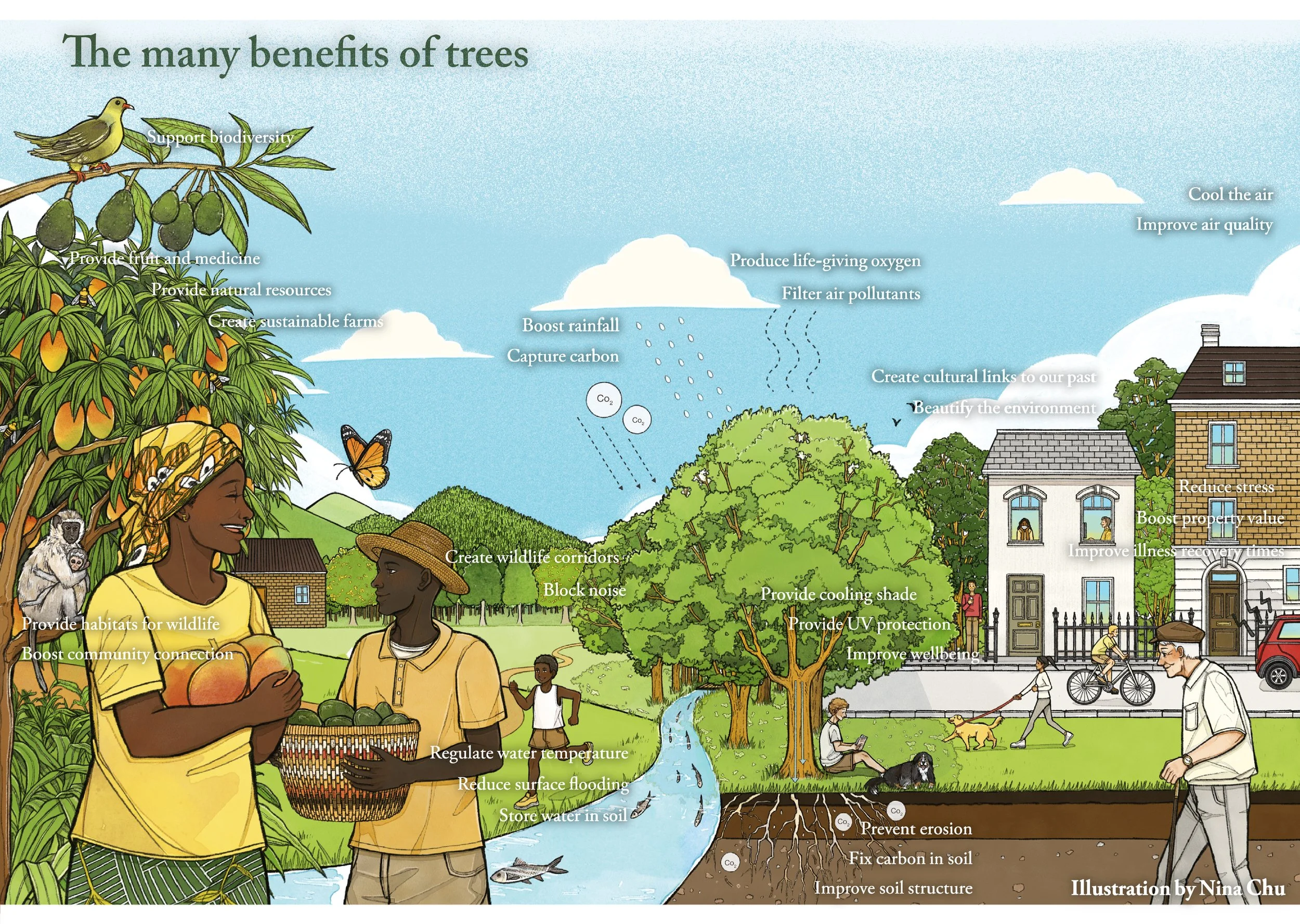 International Tree Foundation.jpg