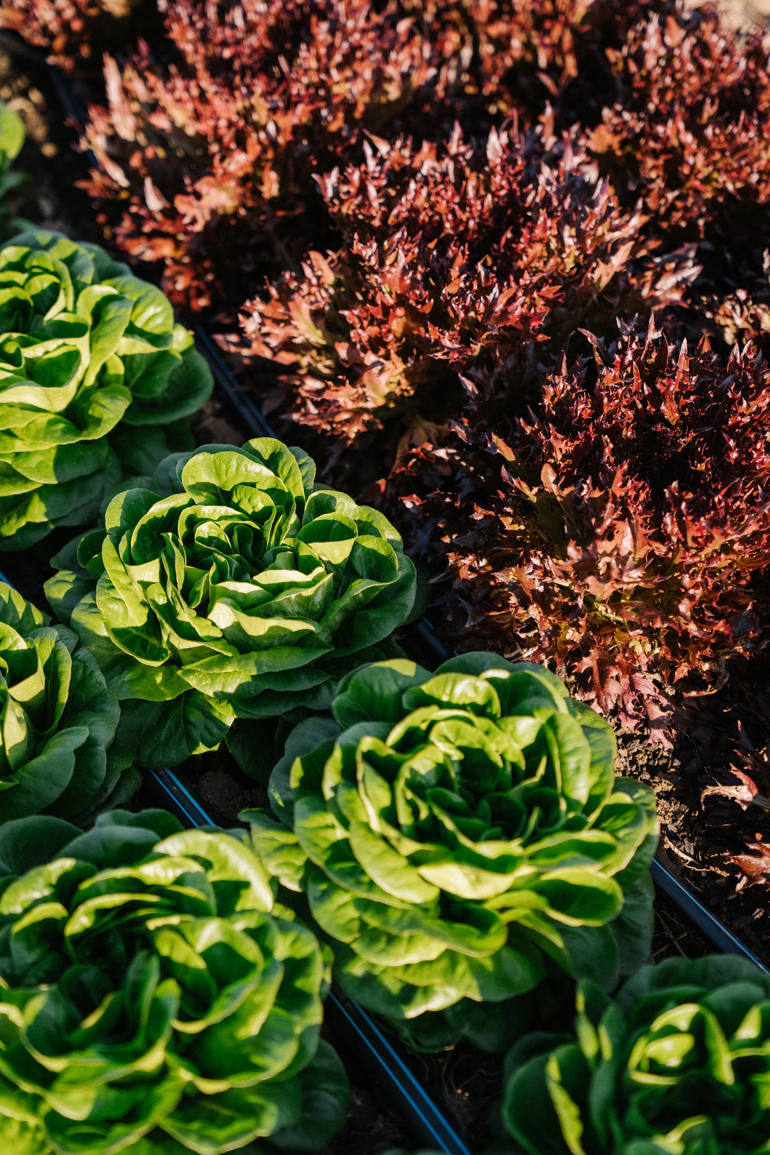 Trillium_Hill_Farm_Aug_2020(27of195).jpg