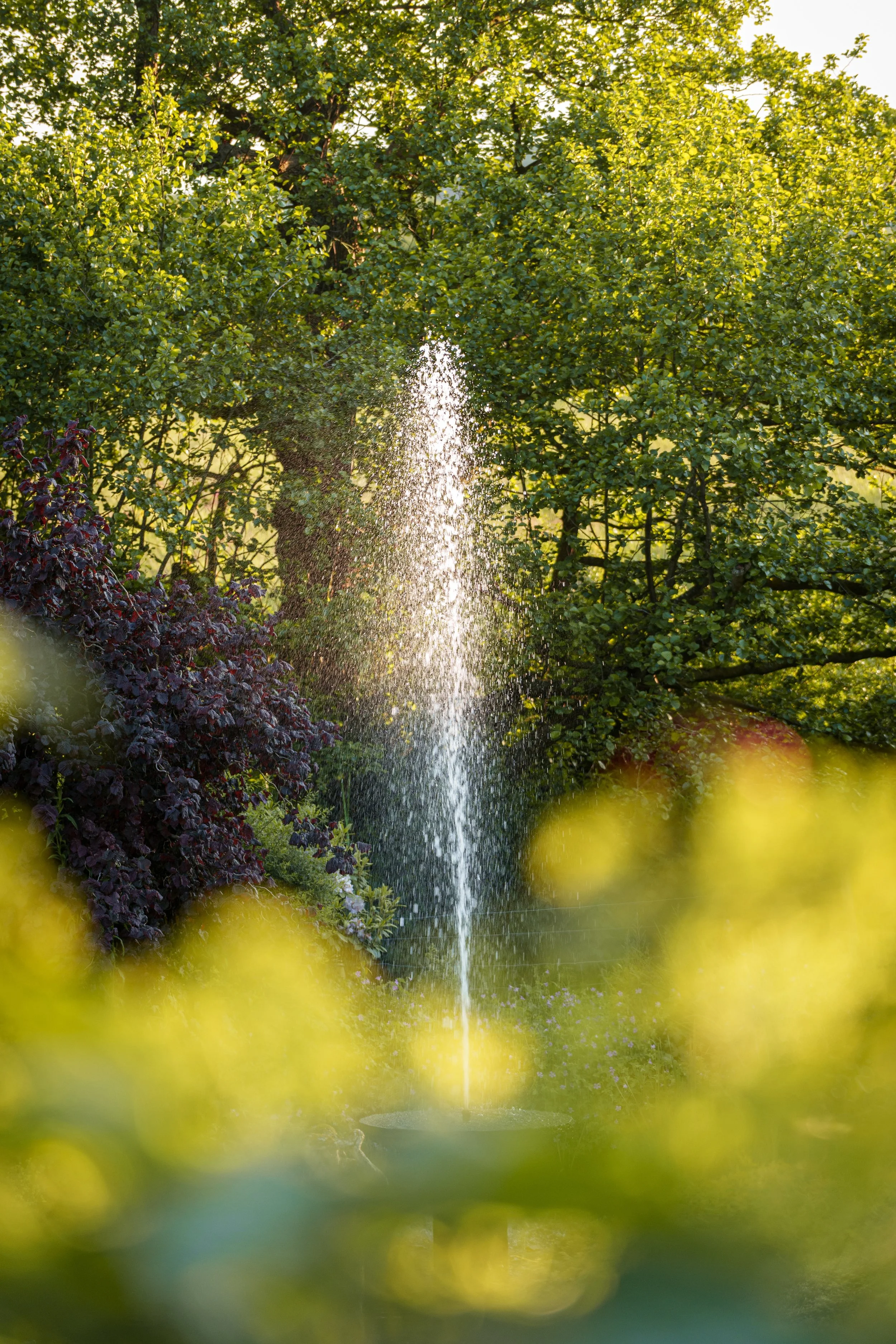 A&K Engagement Shoot-28.jpeg