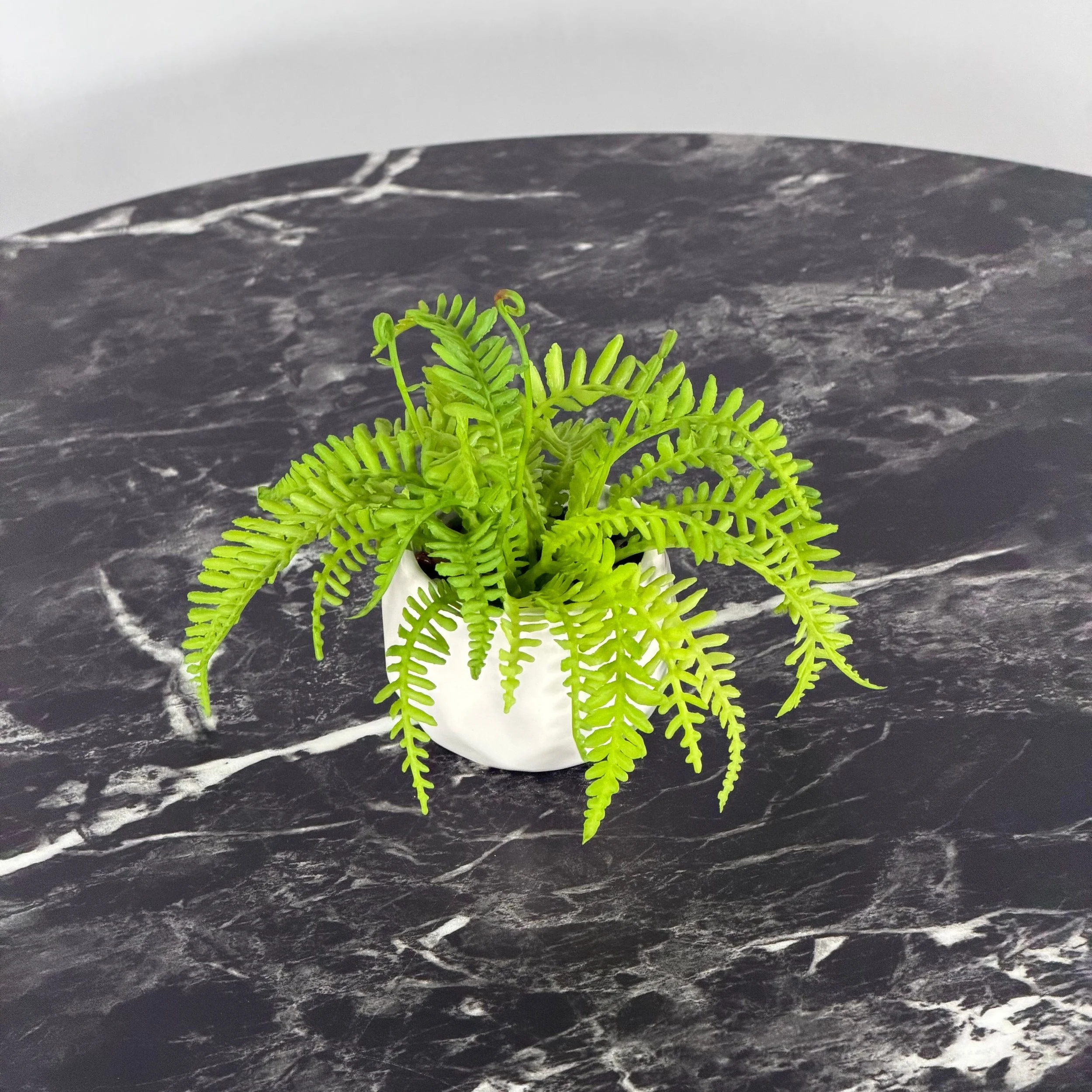Mini Succulent, Mini Fern