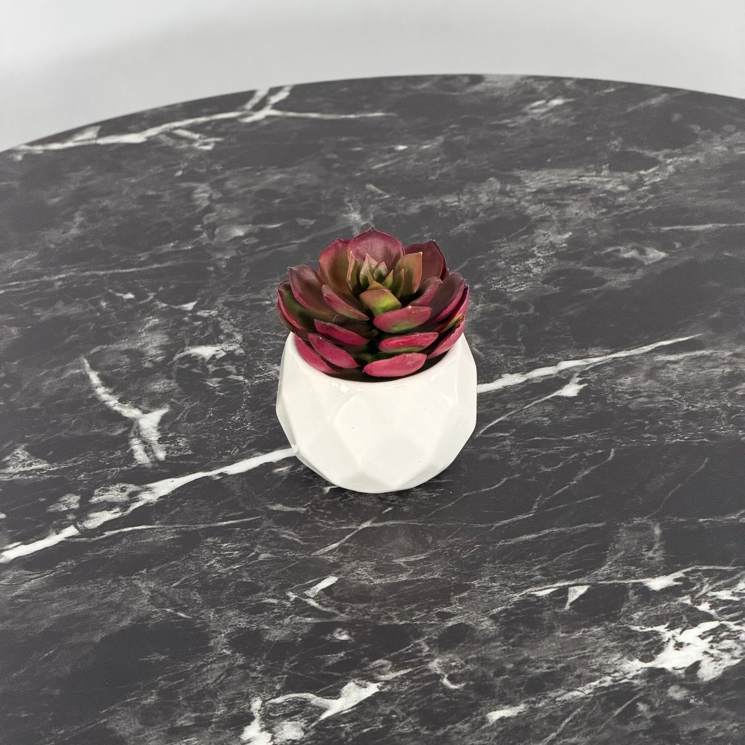 Mini Succulent, Burgundy Echeveria