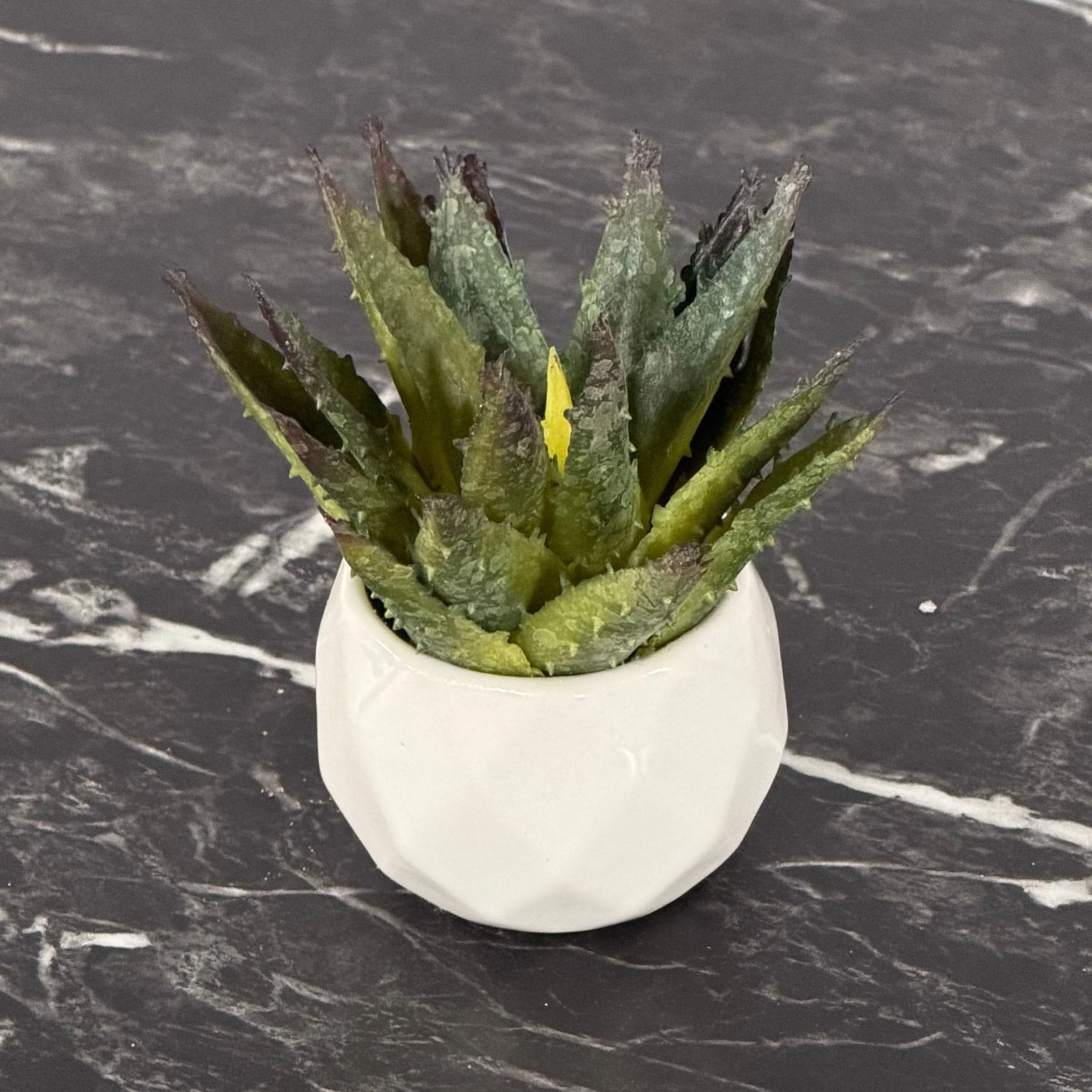 Mini Succulent, Aloe Pick