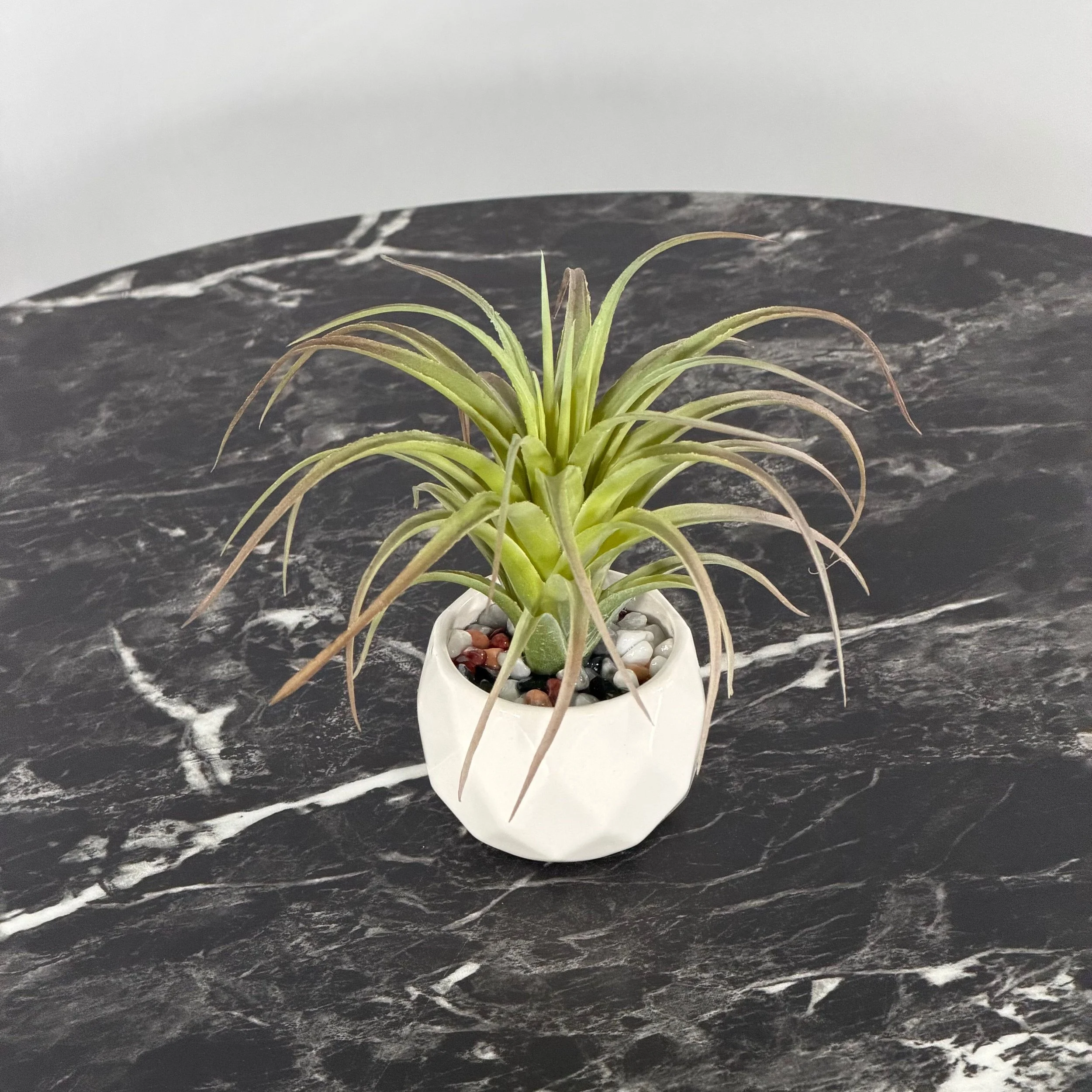Mini Succulent, Green w/ Decorative Rocks