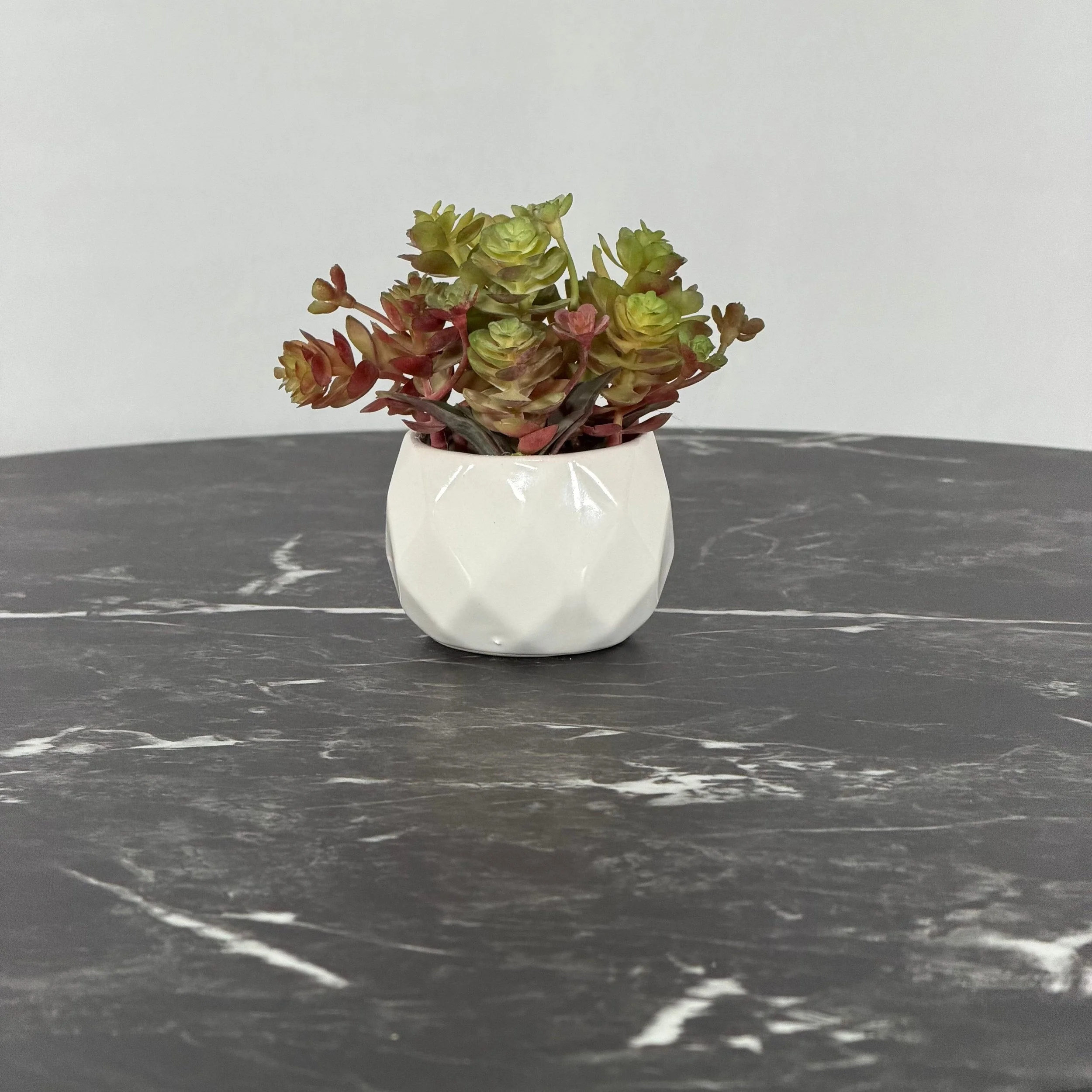Mini Succulent, Sedum Burgundy & Green