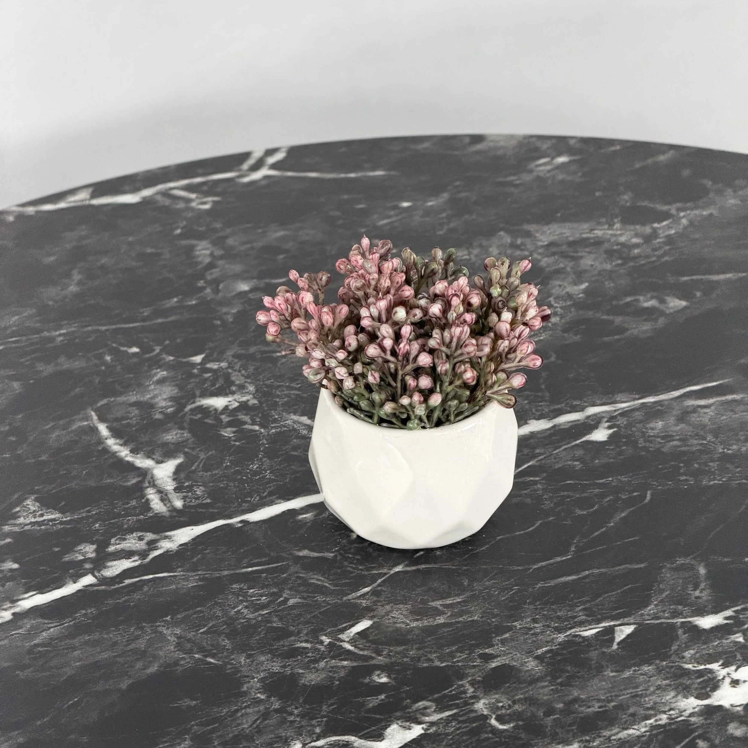 Mini Succulent, Sedum Mauve