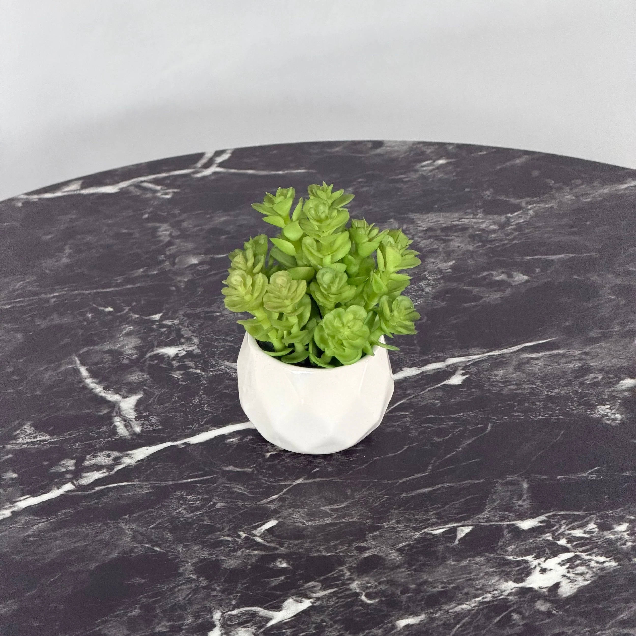 Mini Succulent, Bloomed Green Sedum