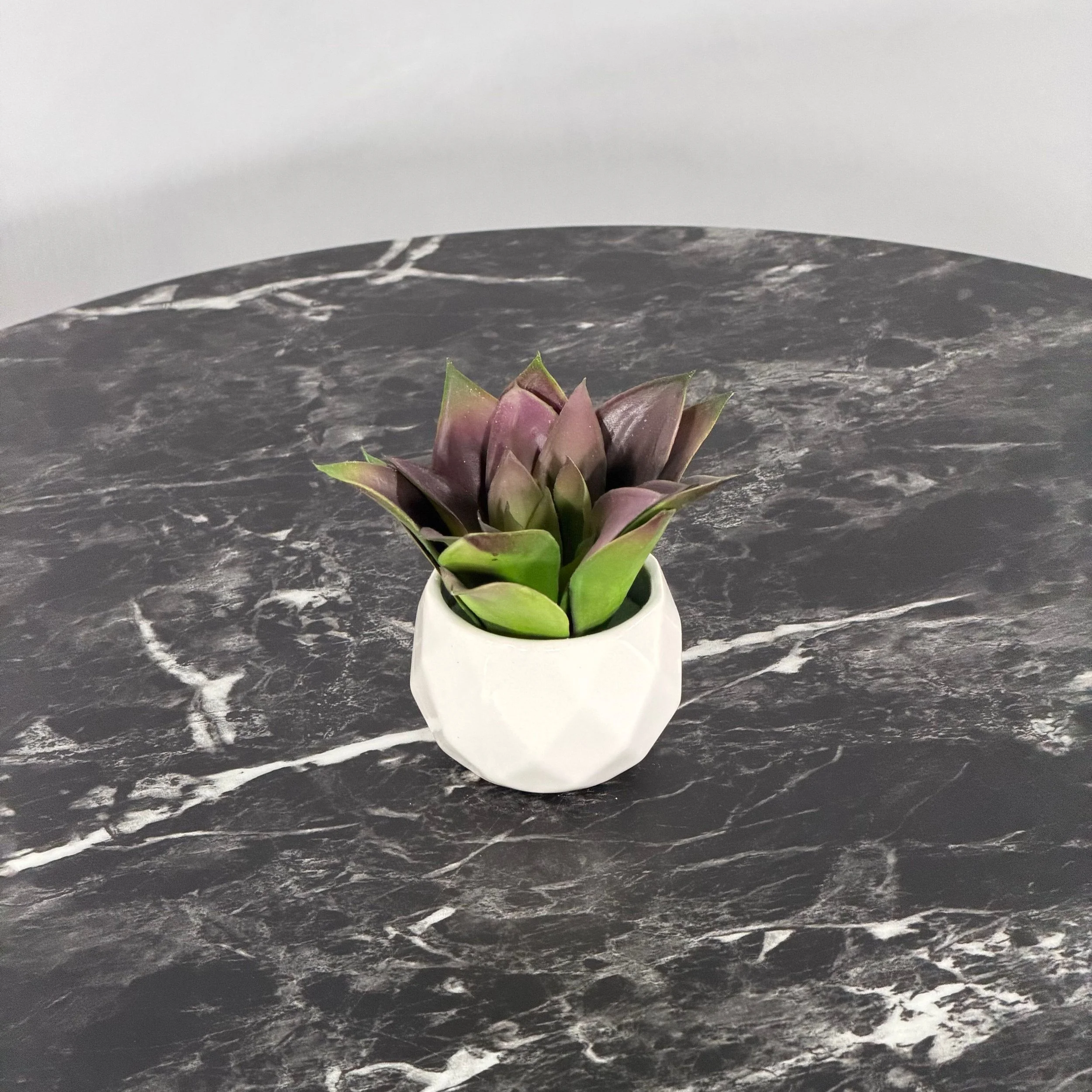 Mini Succulent, Purple Echeveria