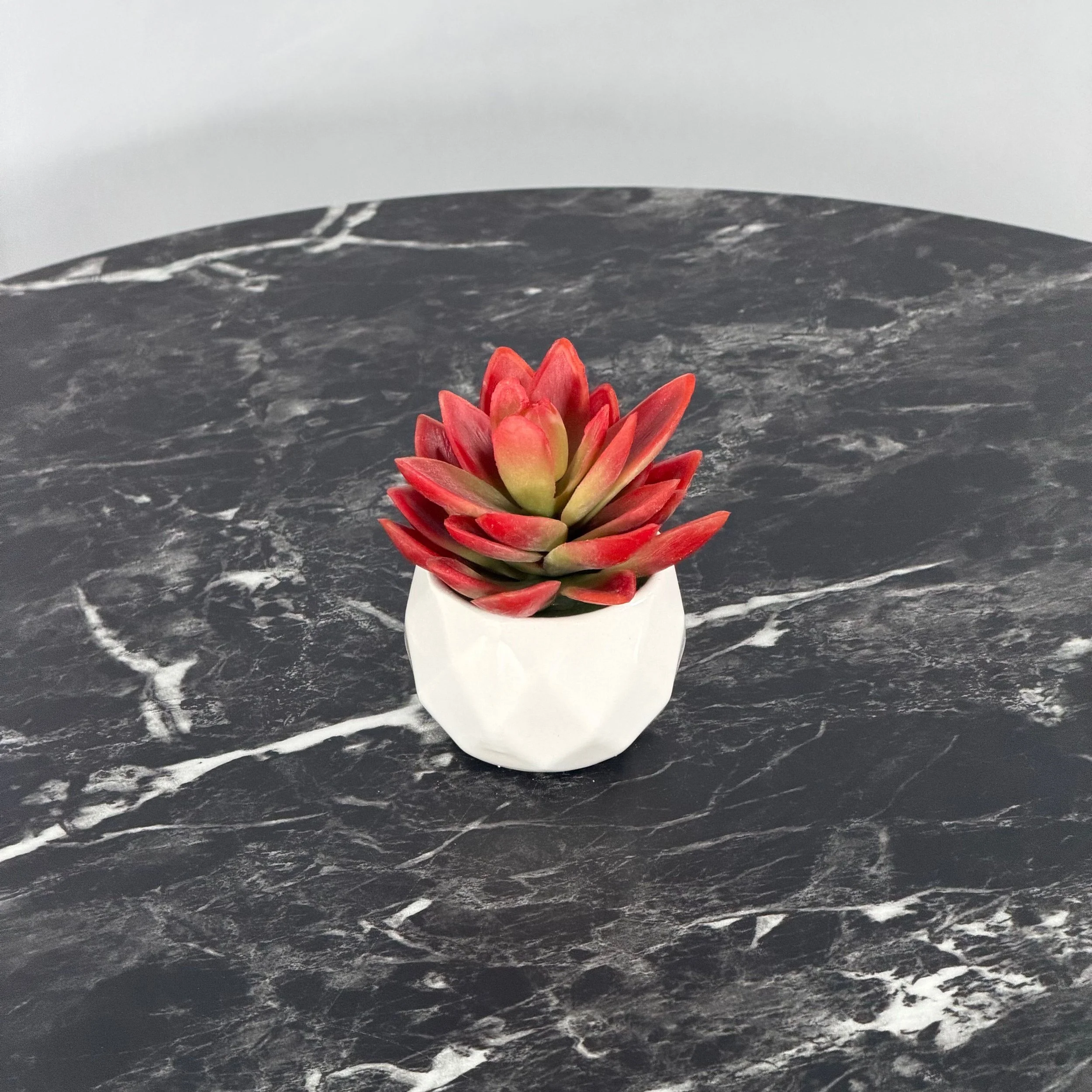 Mini Succulent, Red Agave