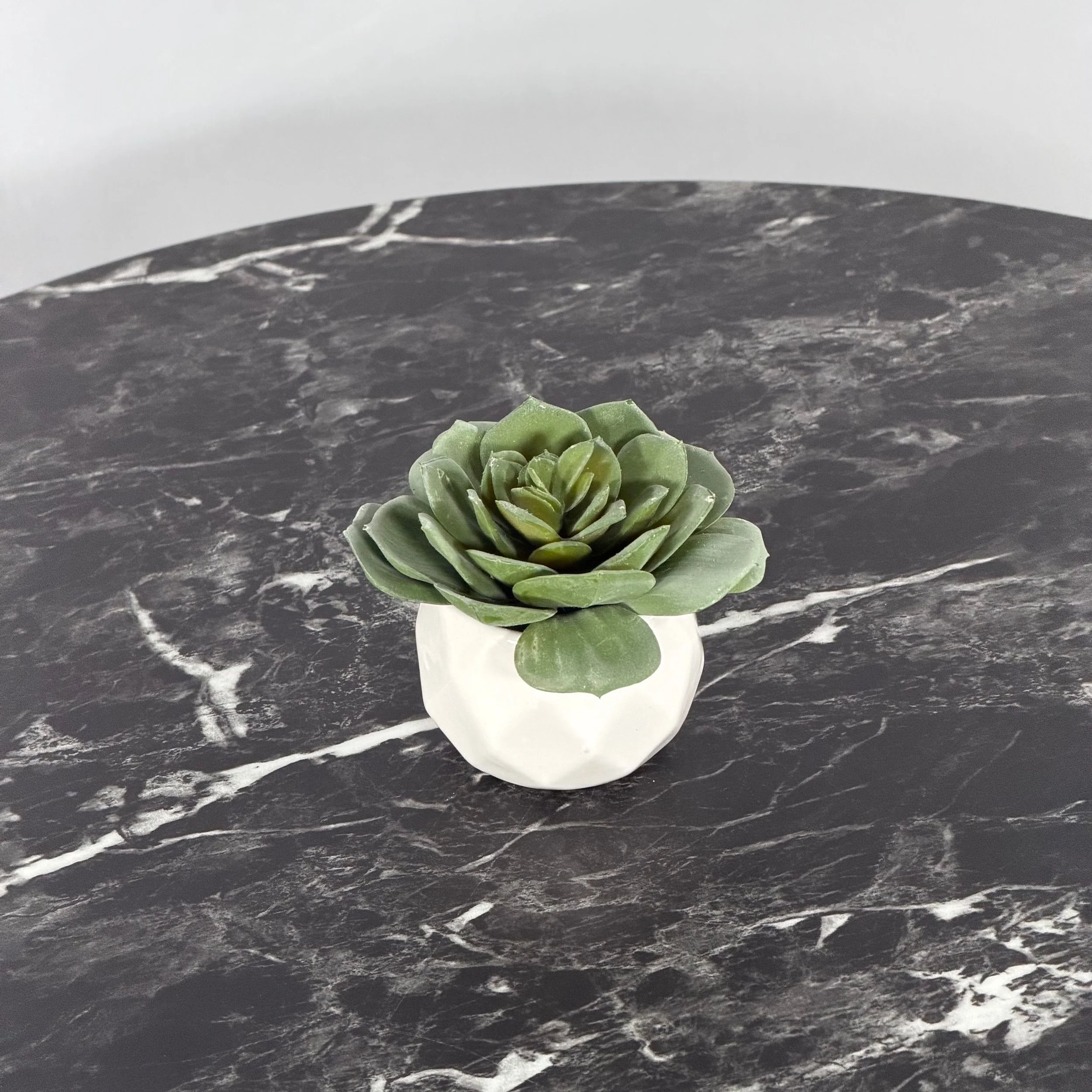 Mini Succulent, Echeveria Green/Gray