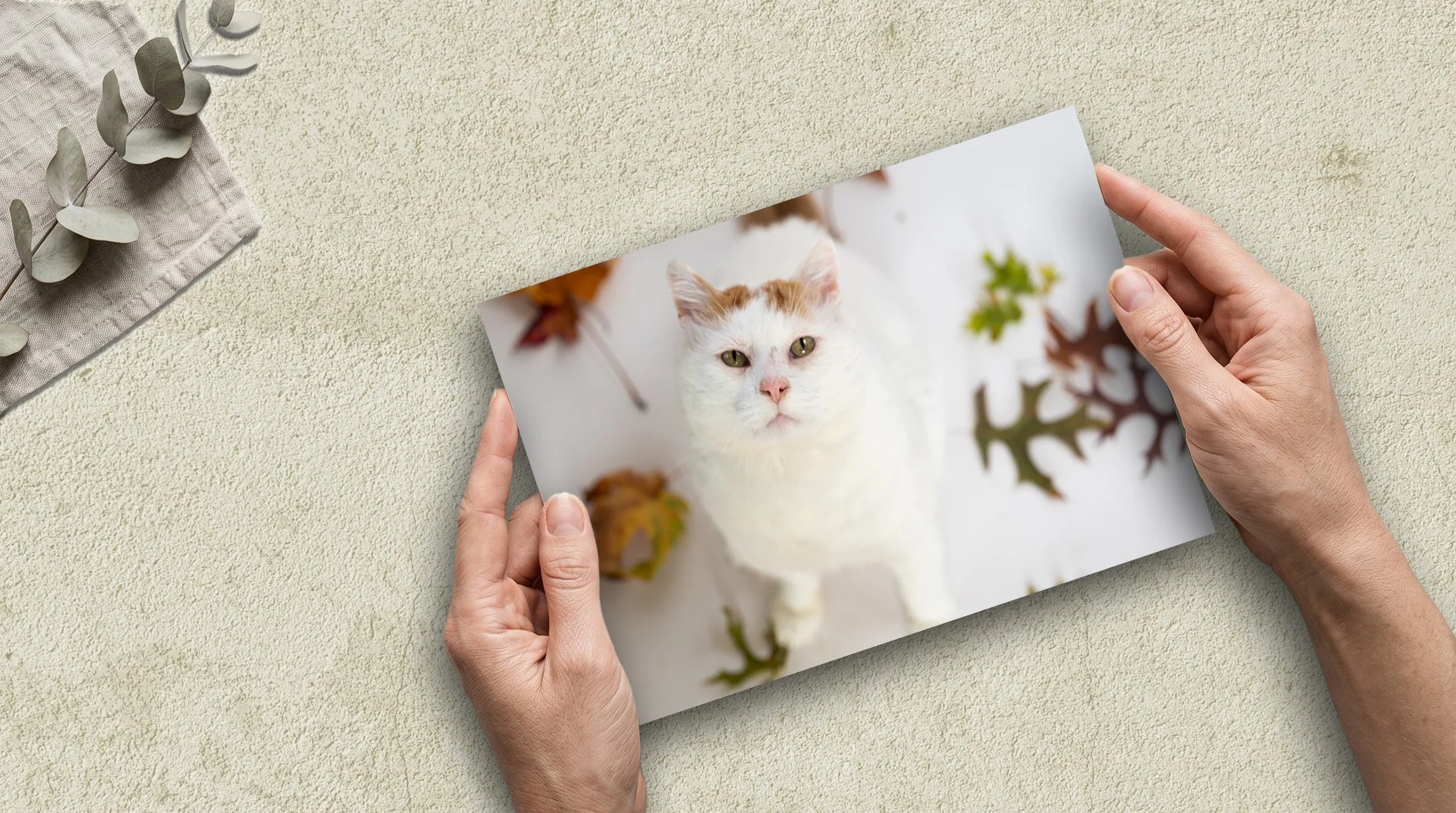 Fall Gus Mockup 2.jpg