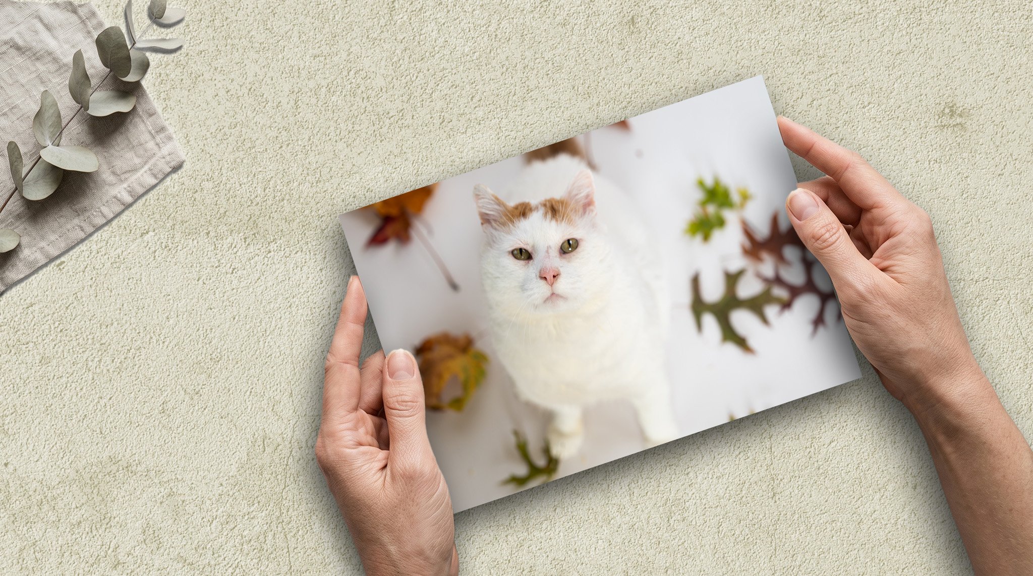 Fall Gus Mockup 2.jpg