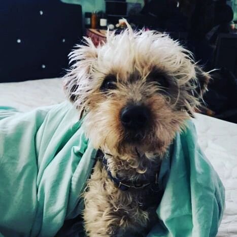 Omg.. this sweet lil face! #dogsofinstagram #adoptdontshop Ollie is a mischievious lil loverdog..:)