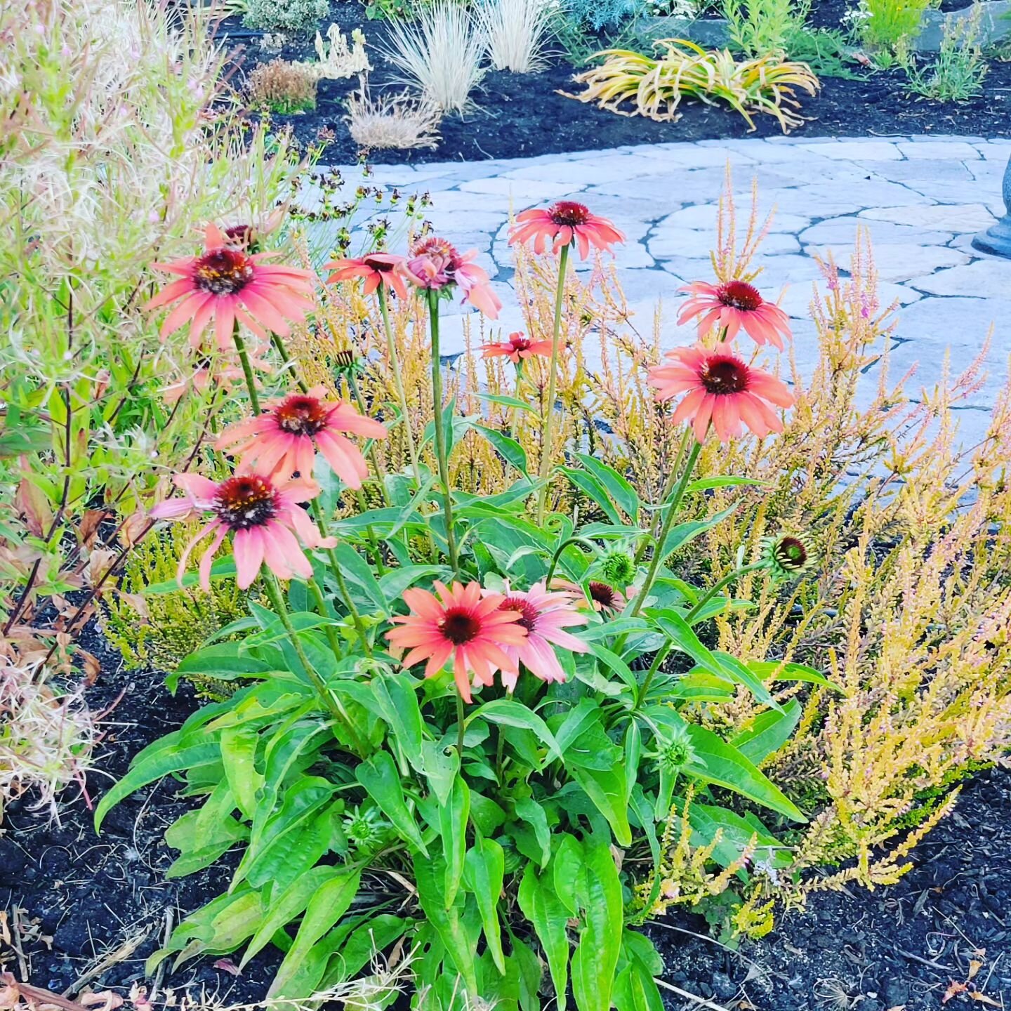 #Oregon #summertime #flowers #MotherNature #gardening #familytime