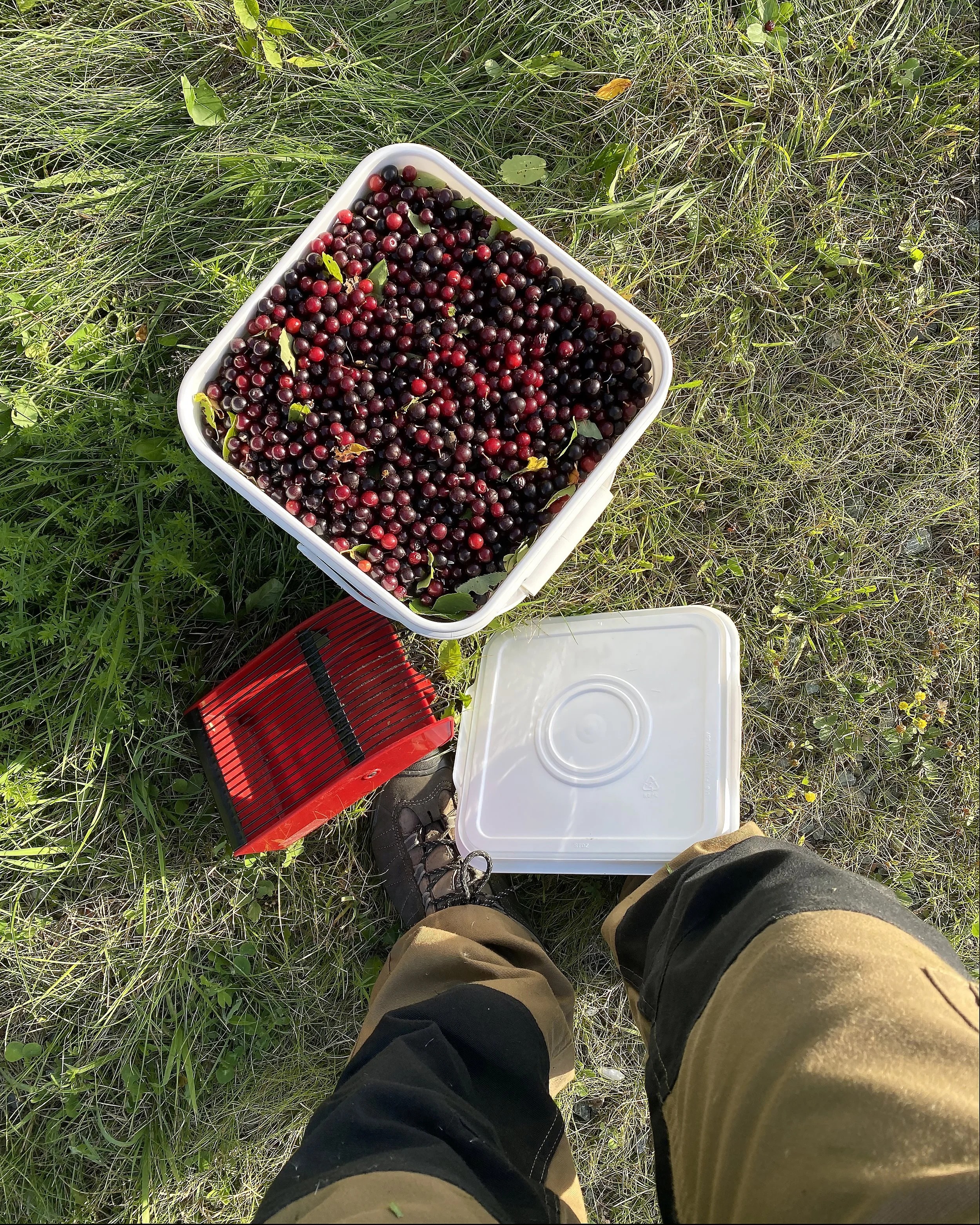 Does Vinegar Have Terroir?