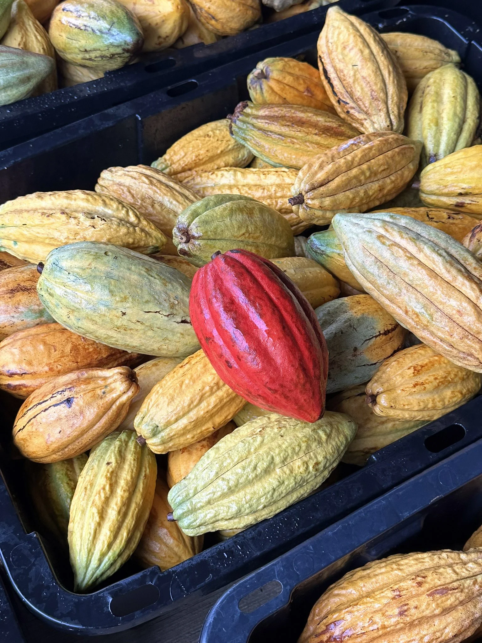 The Hawaiian Vinegar Company Turns Chocolate into Vinegar