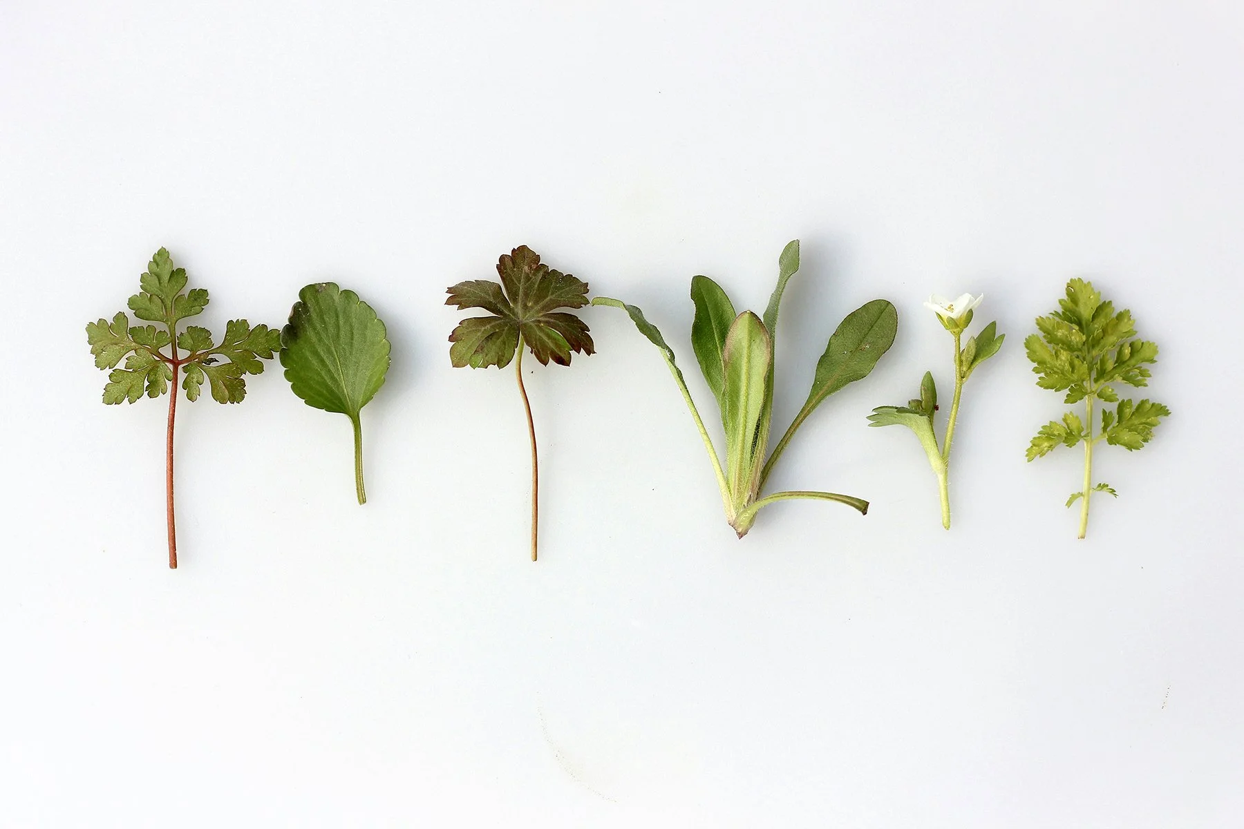 Herb-Infused Vinegar