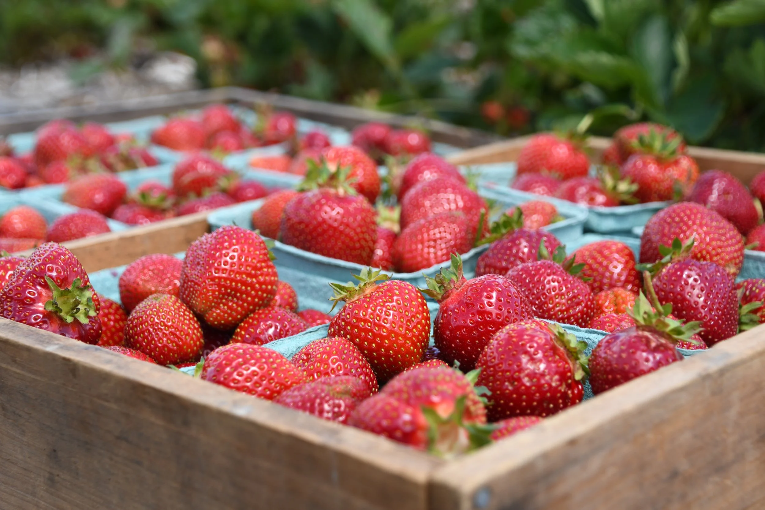Strawberry Season is Strawberry Vinegar Season