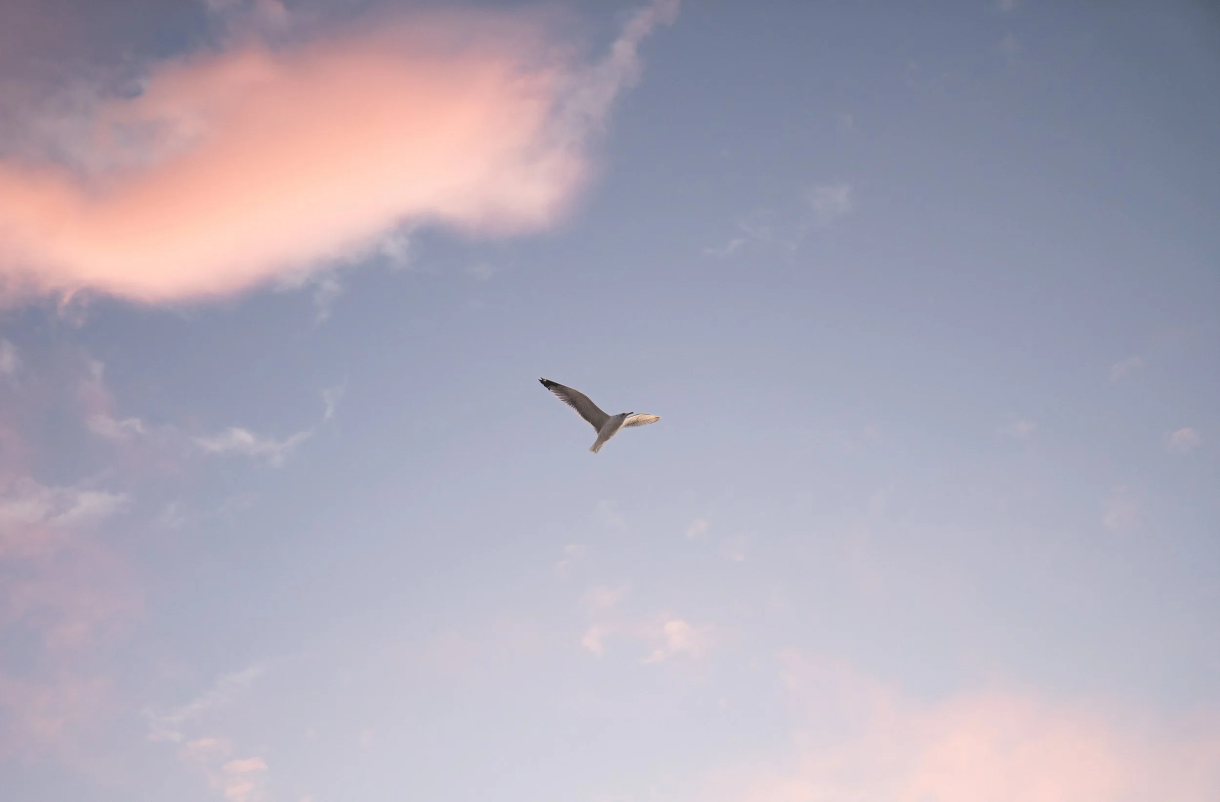 A bird flying in a sky with pink and blue clouds.