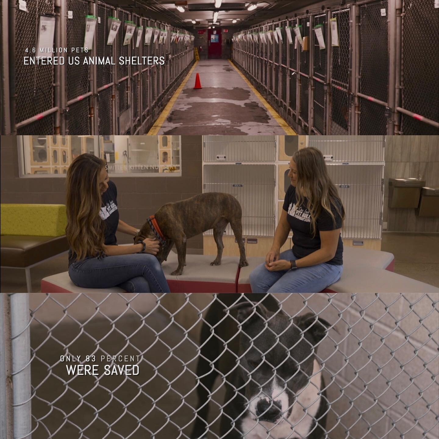 Here are some screen grabs from a 30 second + 1 minute commercial spot created for @onelovearizona 🎥 🐕

This is truly one amazing group of people who passionately care and advocate for pit bulls and shelter dogs &mdash; not only encouraging adoptio