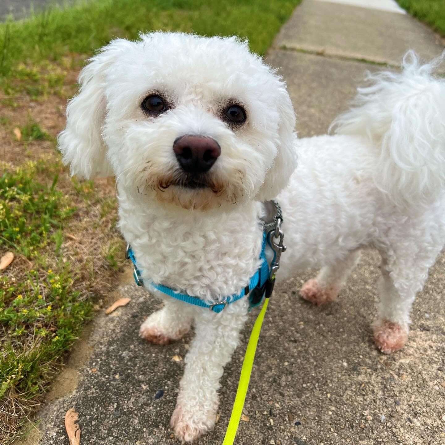Say hello to Ollie the Bichon! 🤍 Just enjoyed a nice first walk with this sweet boy!