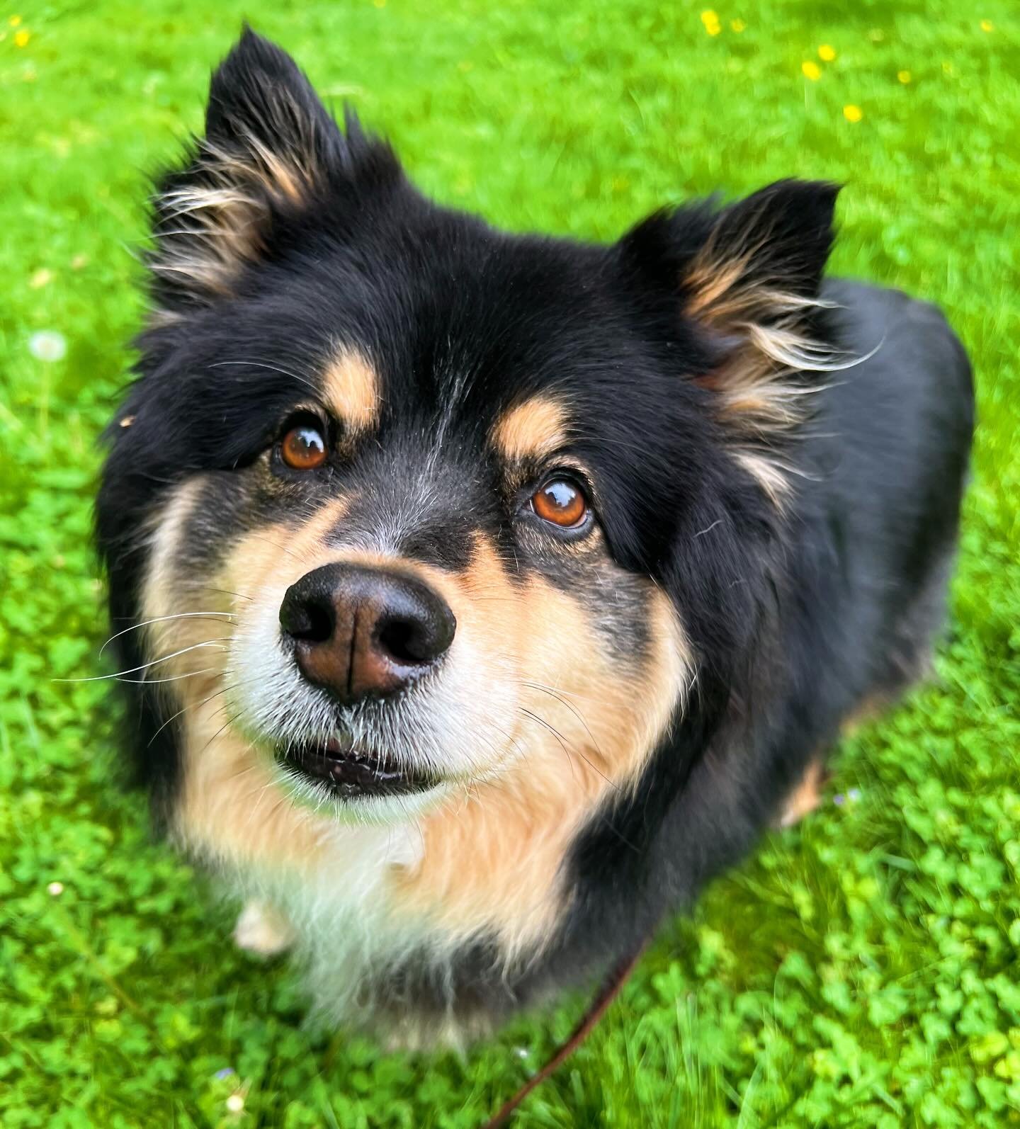 Welcome Leon to the pack! 🐾 Leon is a 7 year old Finnish Lapphund and he enjoyed our first walk together today! I will see this sweet boy again next week! 🥰 I am always looking for new clients, especially in Haddonfield, as some of you may know I r