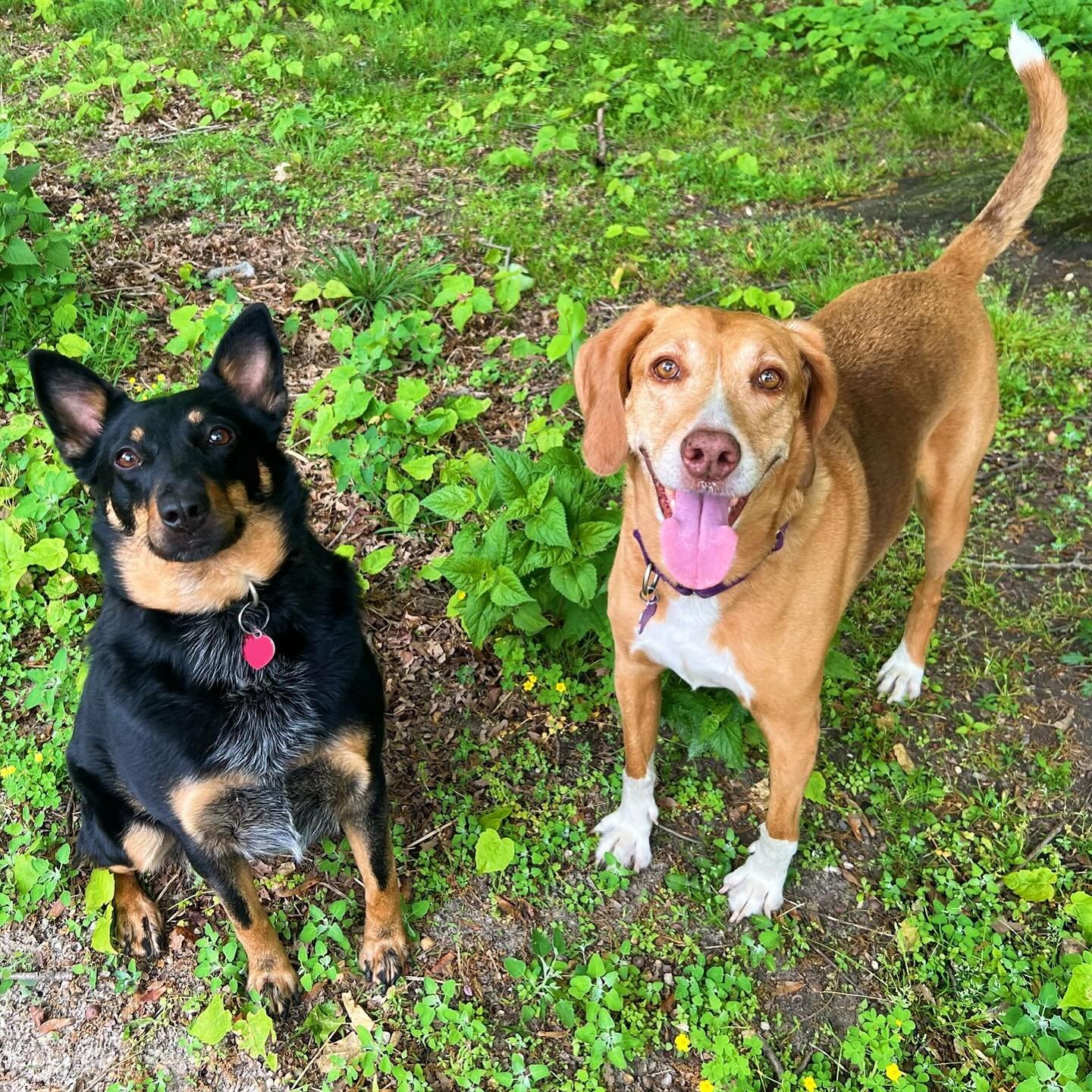 I had so much fun taking care of these three cuties the past couple days! Stella the hound mix, Blueberry the cattle dog mix and Chuckie the black cat! 🐶🐱💕