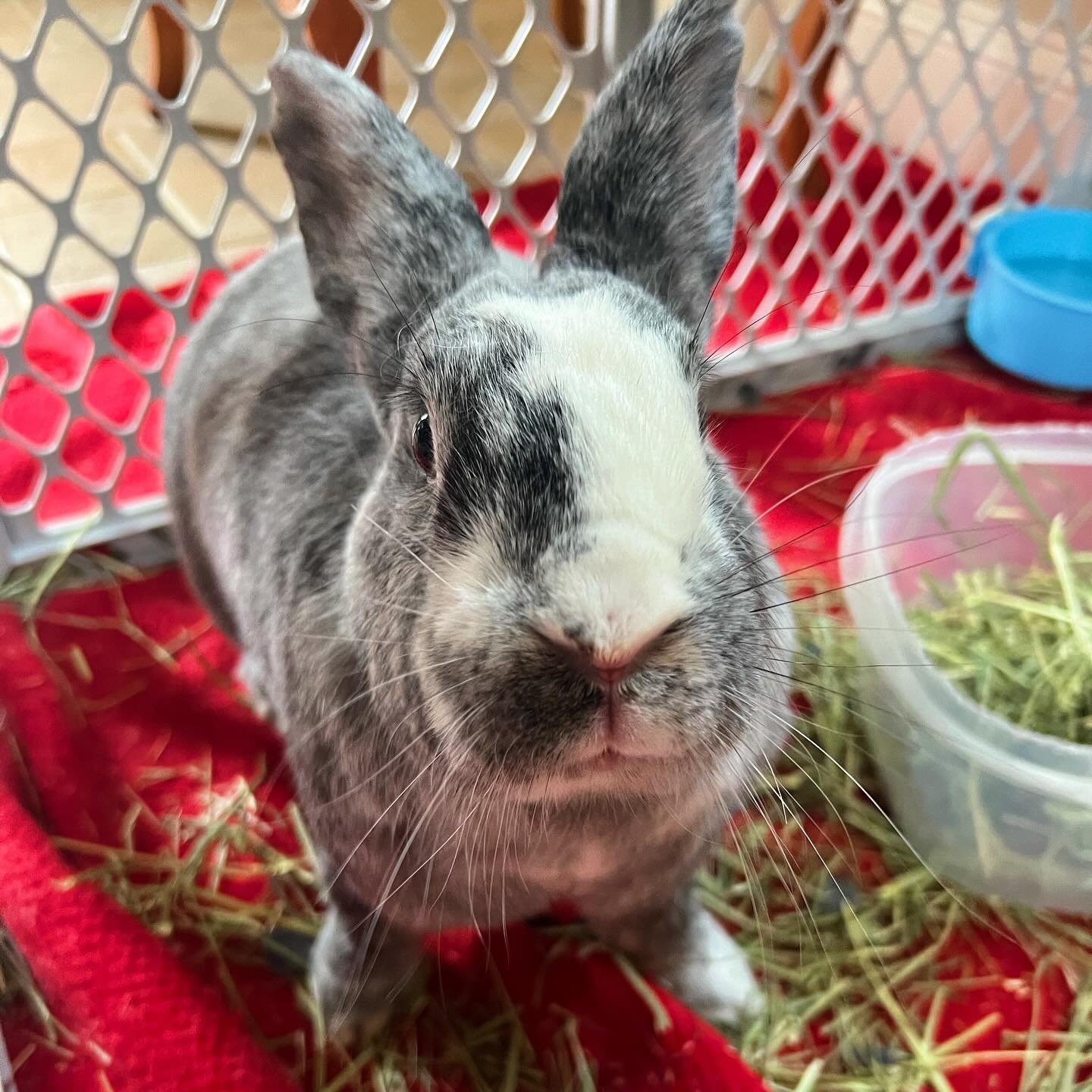 In addition to dogs &amp; cats, I also offer services for bunnies and other critters! 💖 This is Blaise, the sweetest bunny who can&rsquo;t get enough of treats, and he approves this message! 🐰🥕#BunnyLove #CritterCare