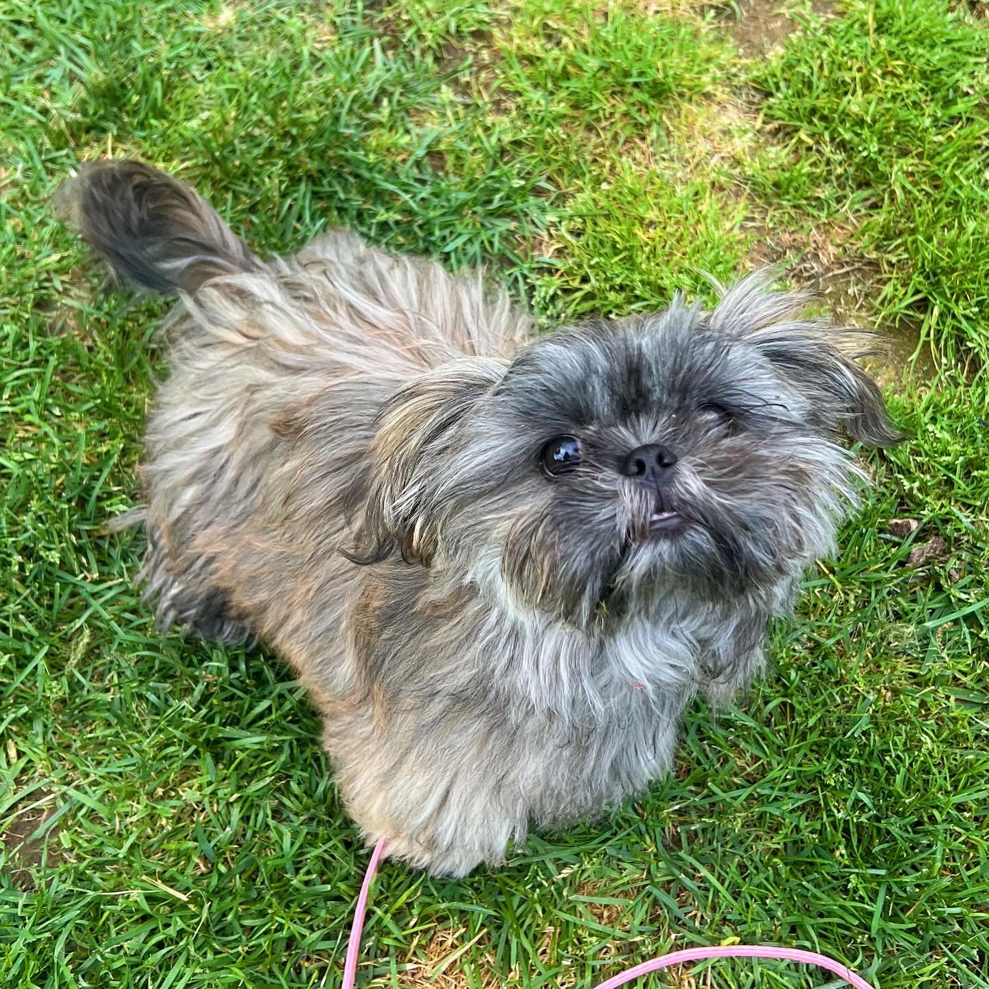 Meet Kelsey the 5 month old Shih Tzu! 🐶 This sweet girl is full of puppy energy and loves belly rubs!! 💕