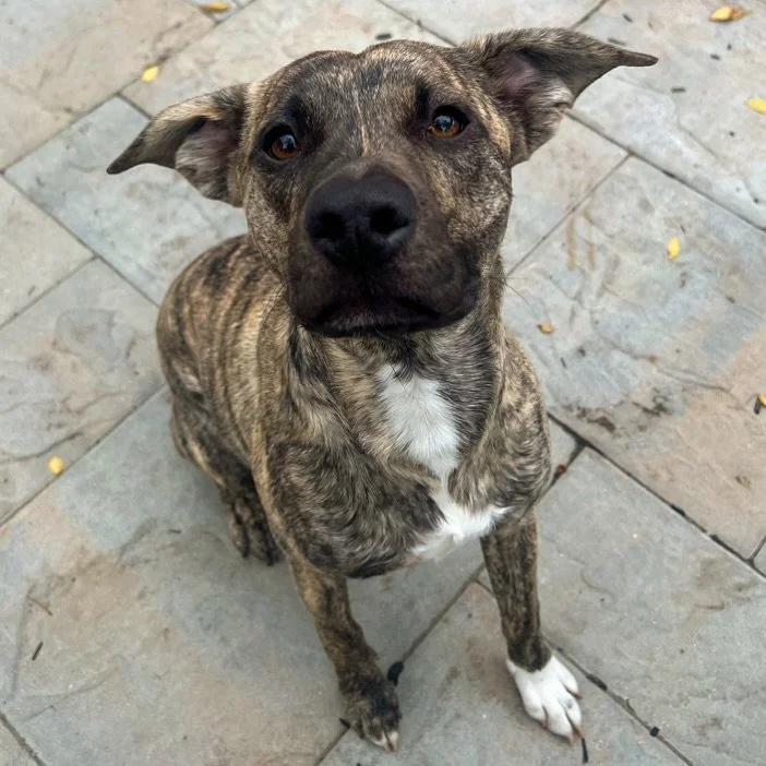 Meet adoptable Jameson 🐾🤎 This sweet 11-month-old pup is looking for his furever home! He&rsquo;s currently with a wonderful foster family through The Riley Rescue in NJ! Jameson gets along great with his foster sister, is potty trained, and crate 