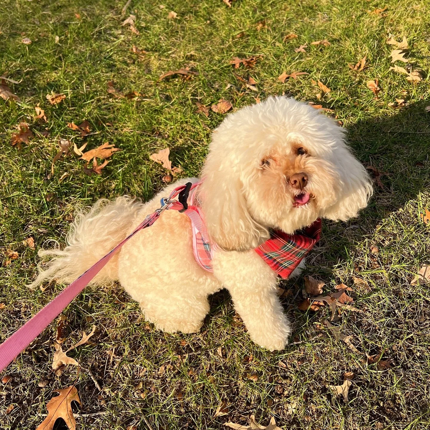 Welcome Mitzi the 8-year-old Cockapoo to the Paws &amp; Claws Family! 🐶🐾🩷 Just look at her adorable head tilt!