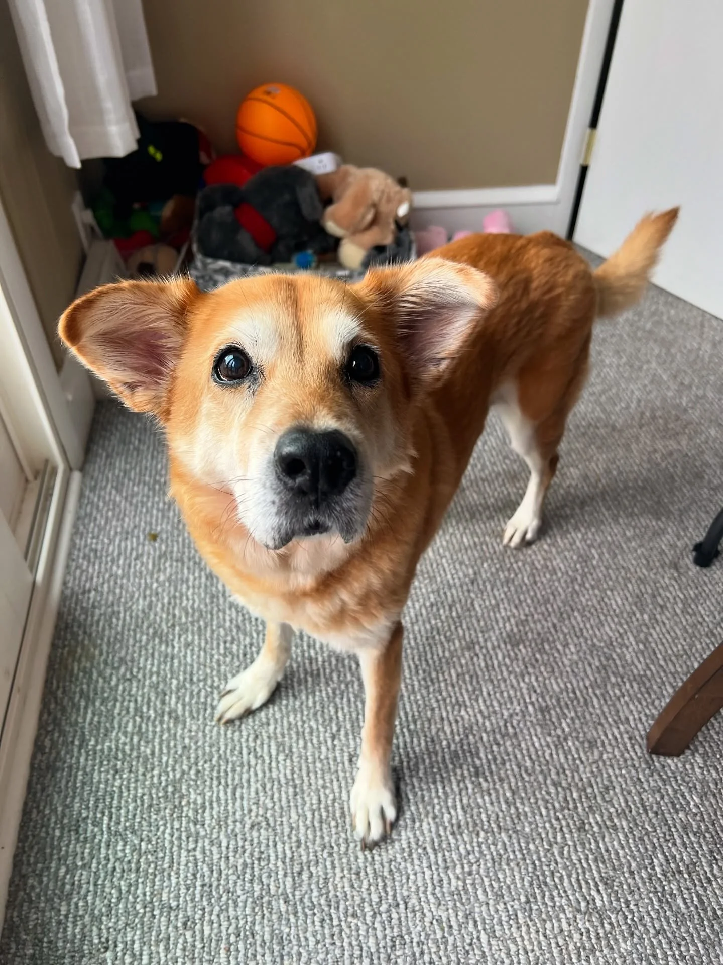 We had a super busy Veterans Day weekend, and the cozy fall vibes are officially here! 🍂🐾 Book now for November &amp; December &mdash; the holidays are just around the corner!