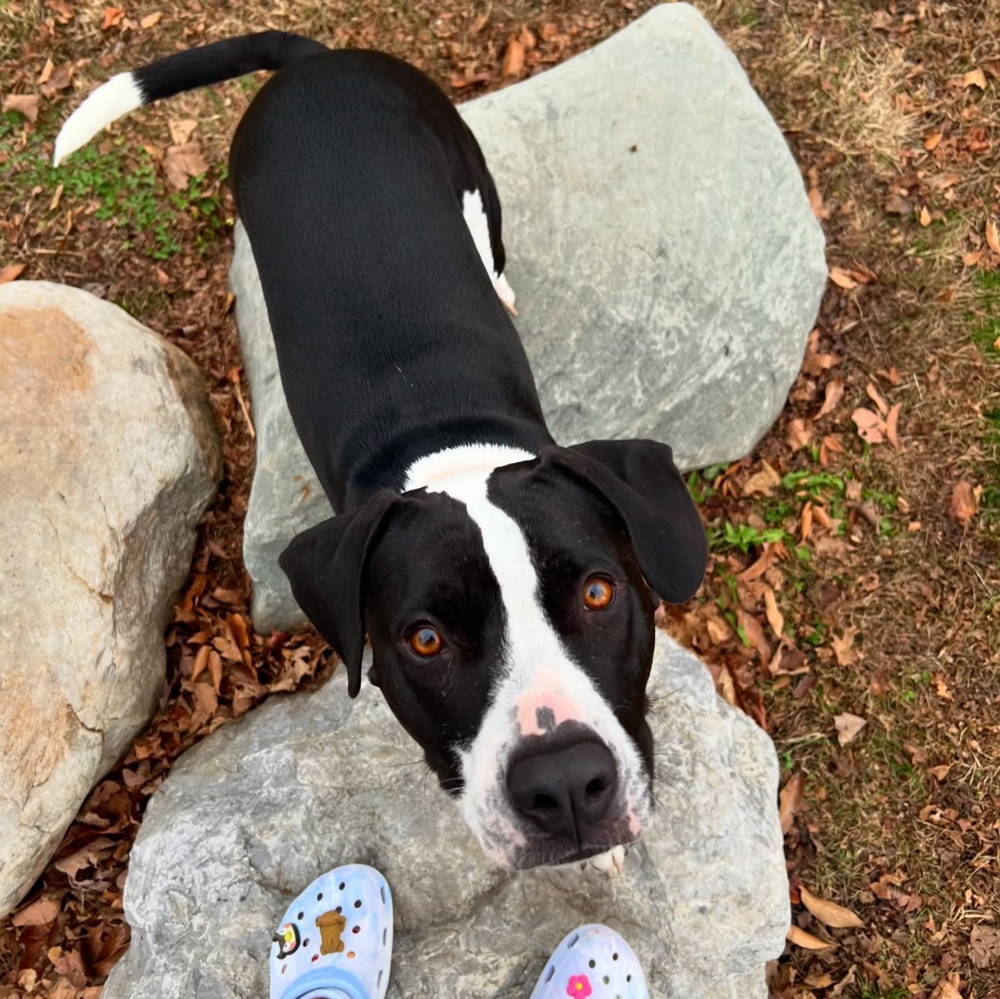 We 🫶🏻 fall days at the @rivertondogpark 🍂